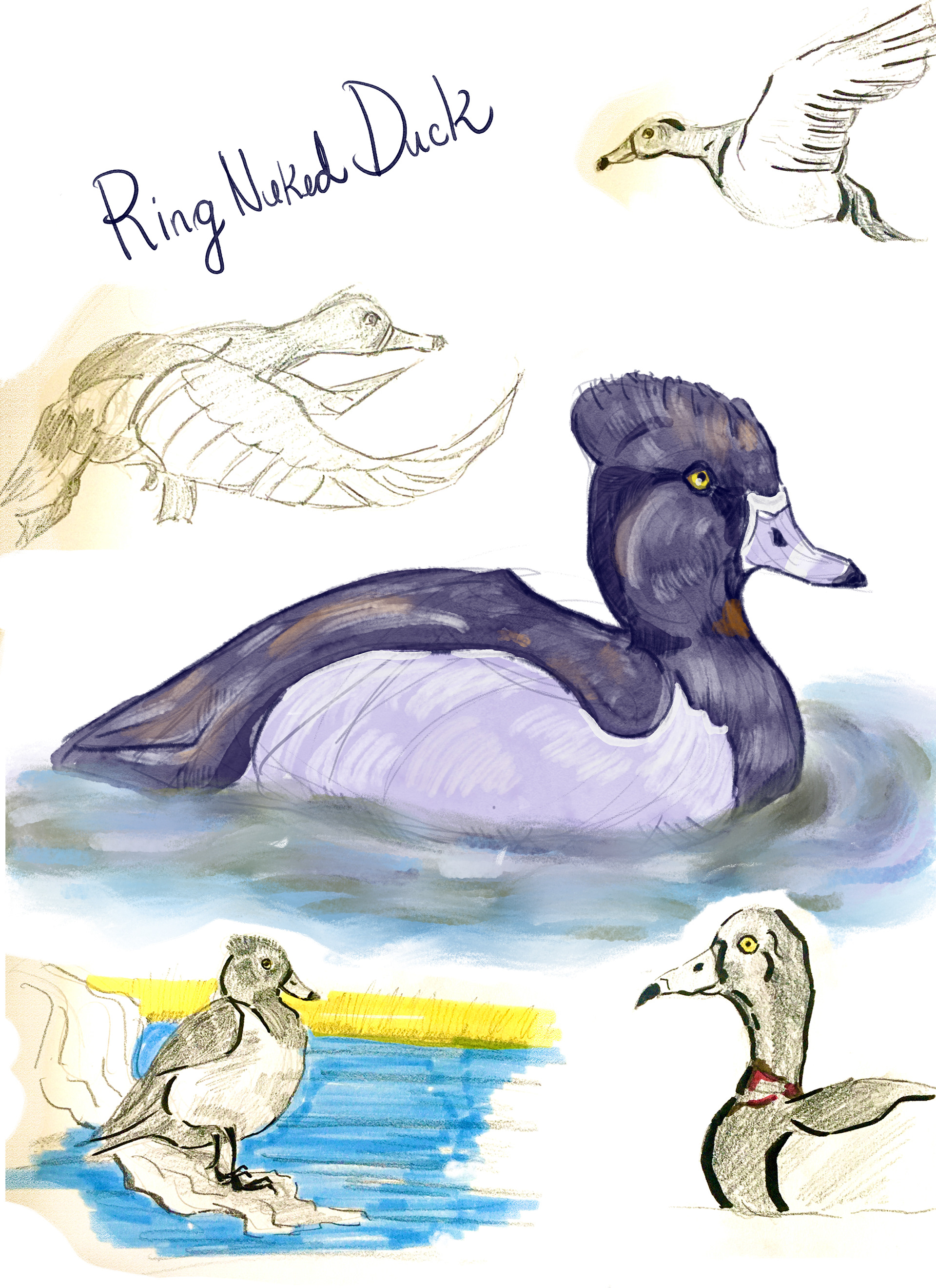 Ring Necked Duck Page