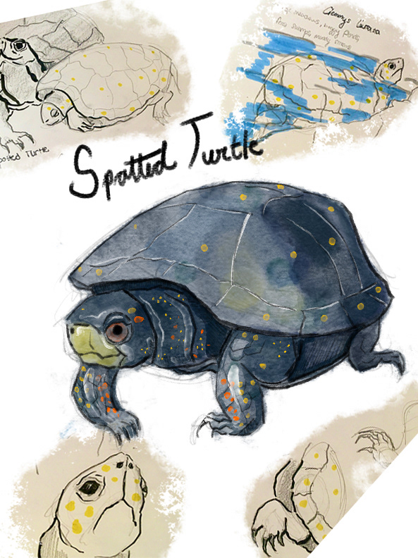 Spotted Turtle Page