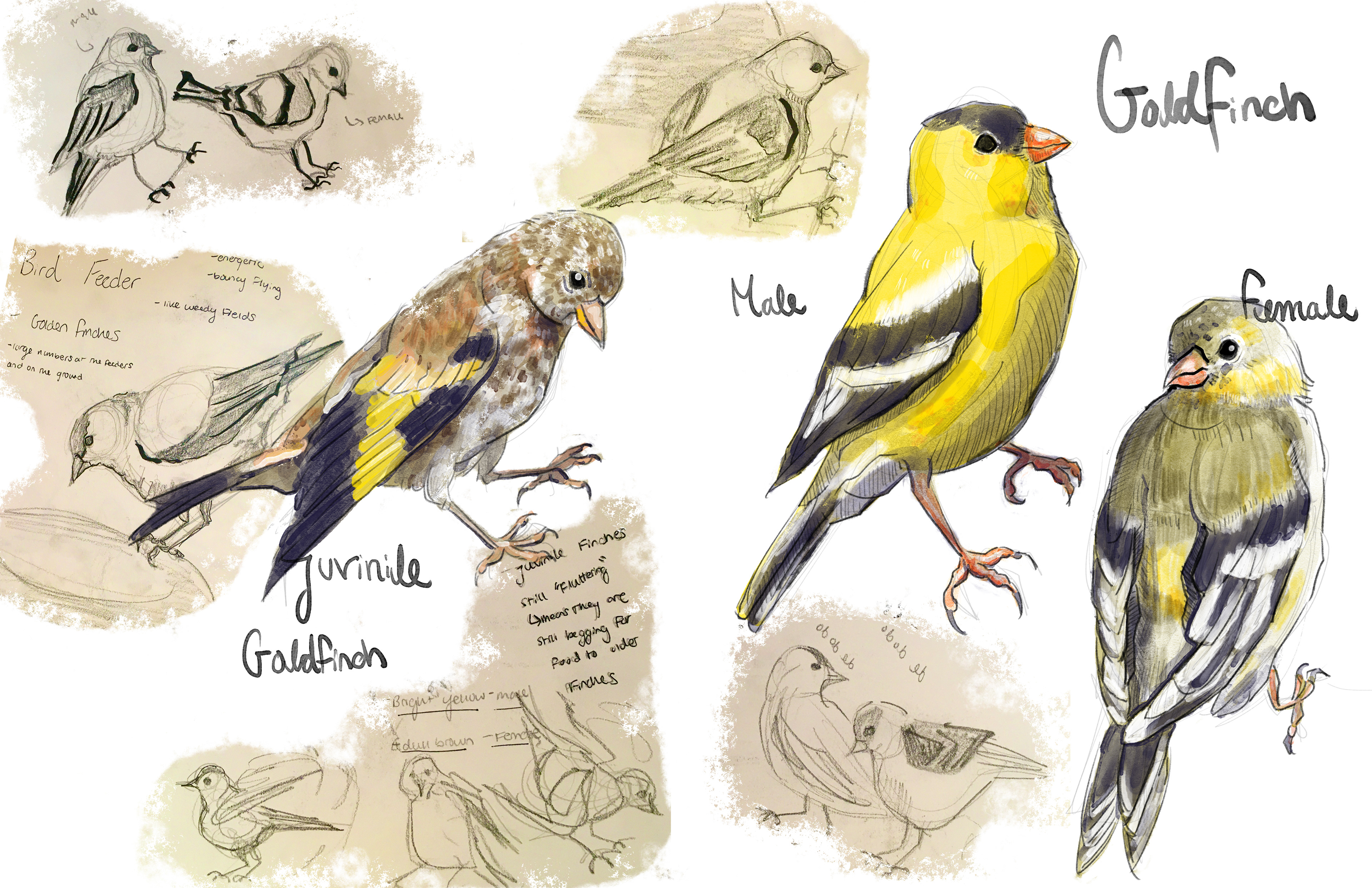 Goldfinch Spread