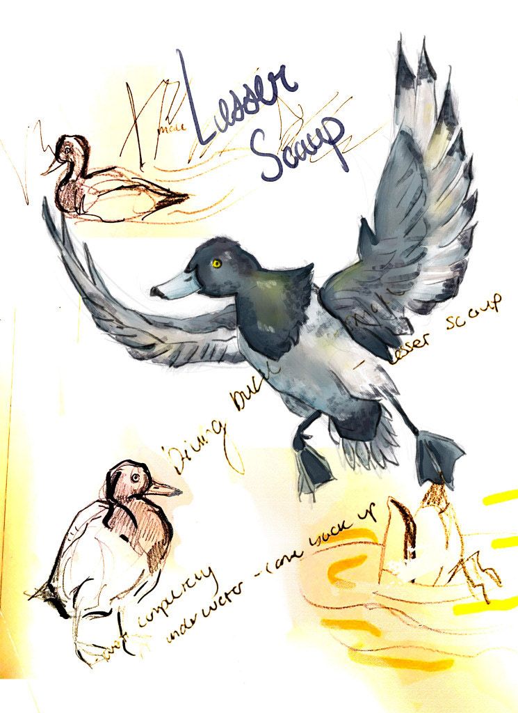 Lesser Scaup Page