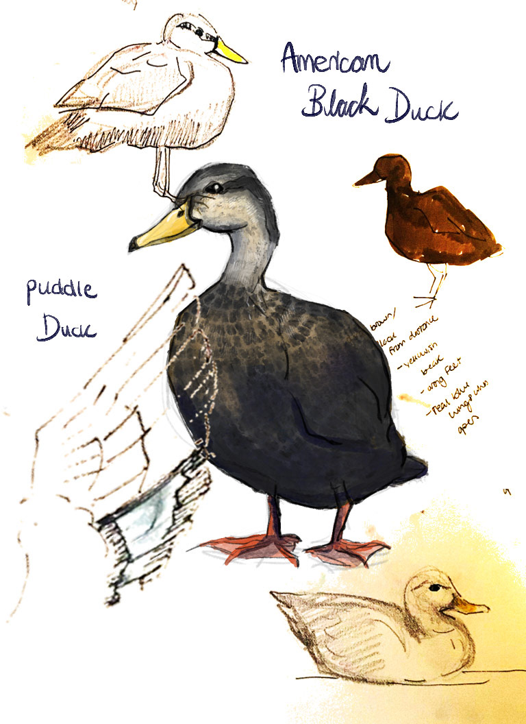 American Black Duck Page