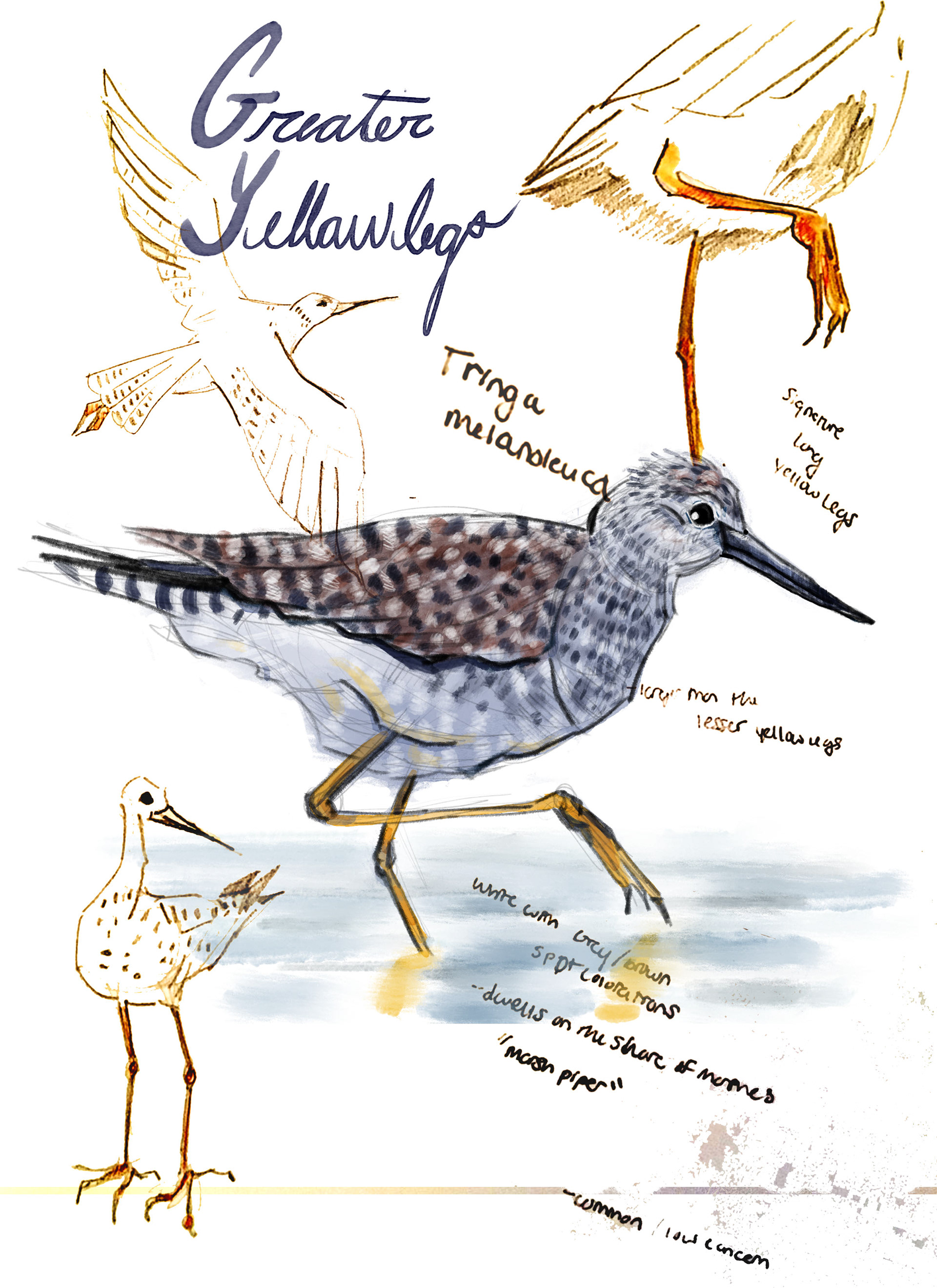 Greater Yellowlegs Page