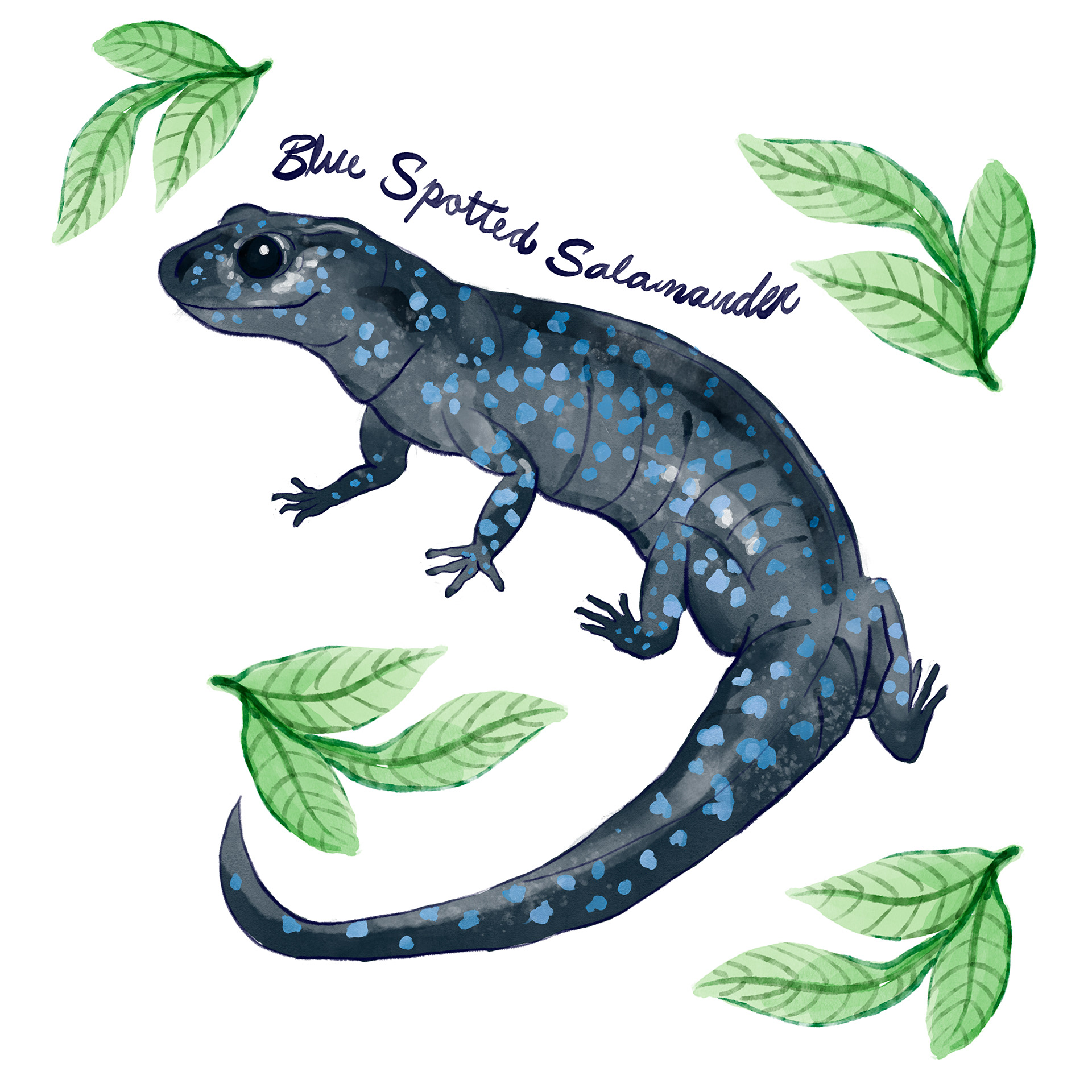 Blue Spotted Salamander Design