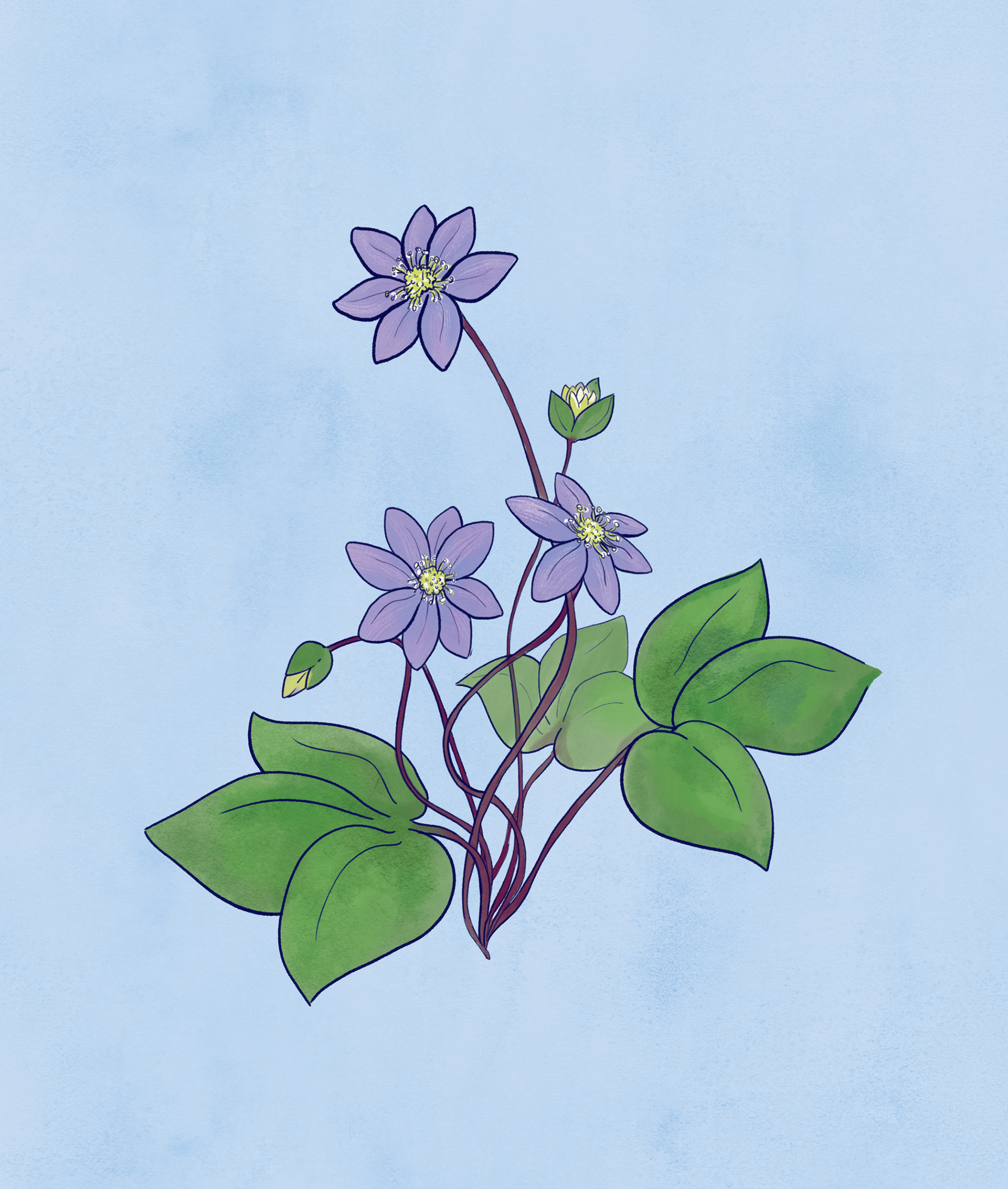 Hepatica
