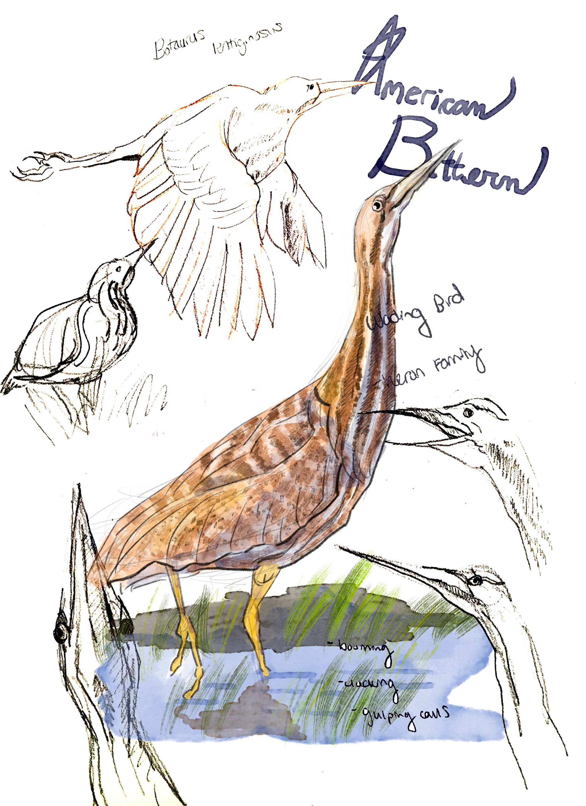 American Bittern Page