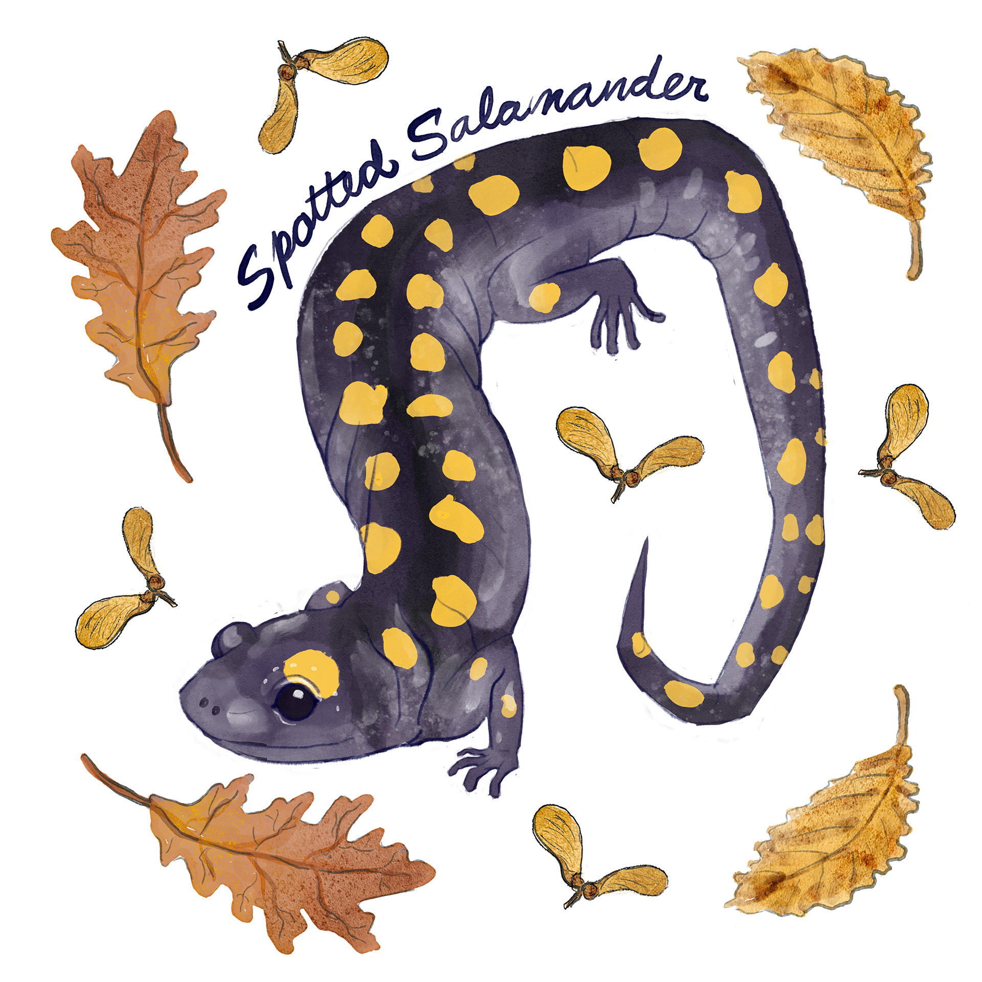 Spotted Salamander Design