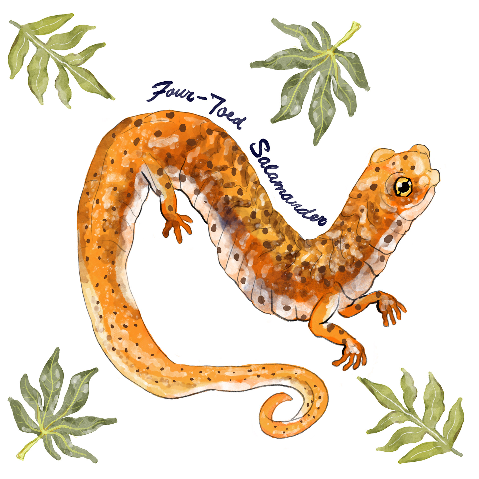 Four-toed Salamander Design