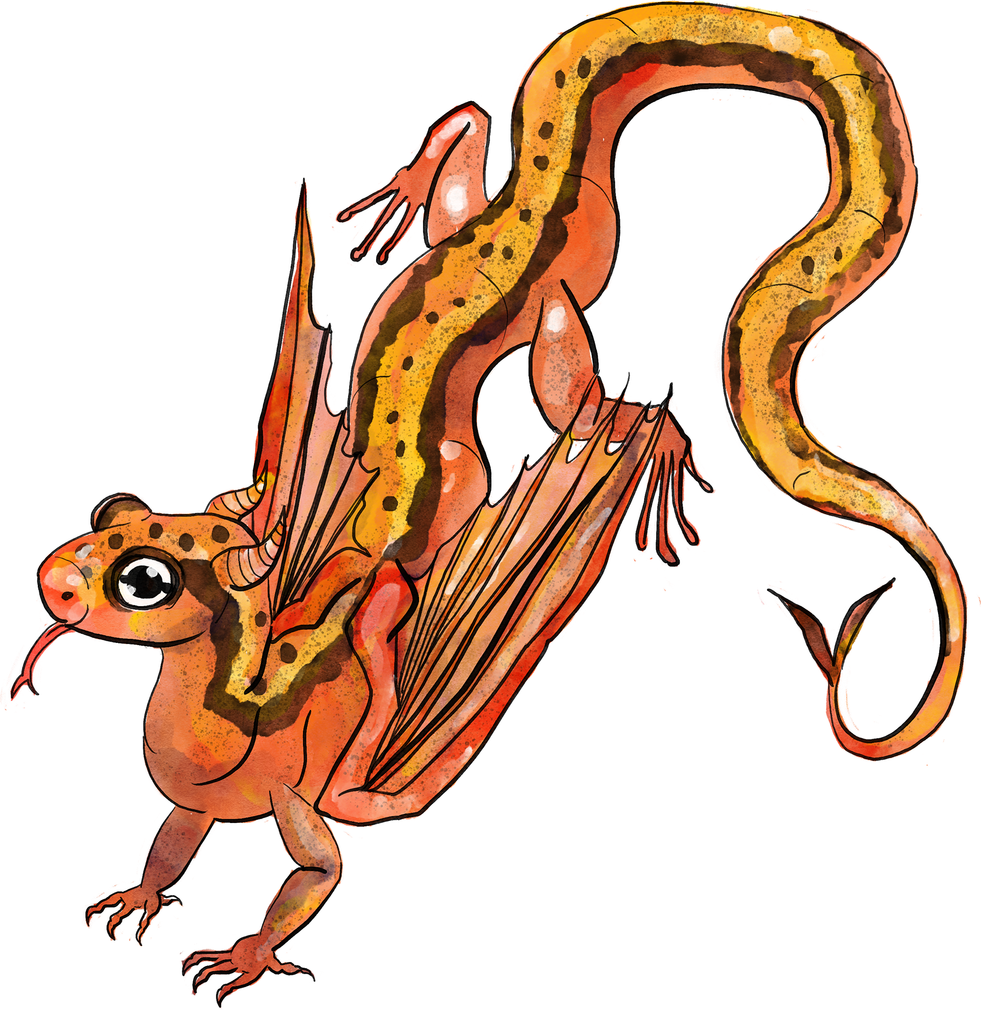 Two-lined Dragomander