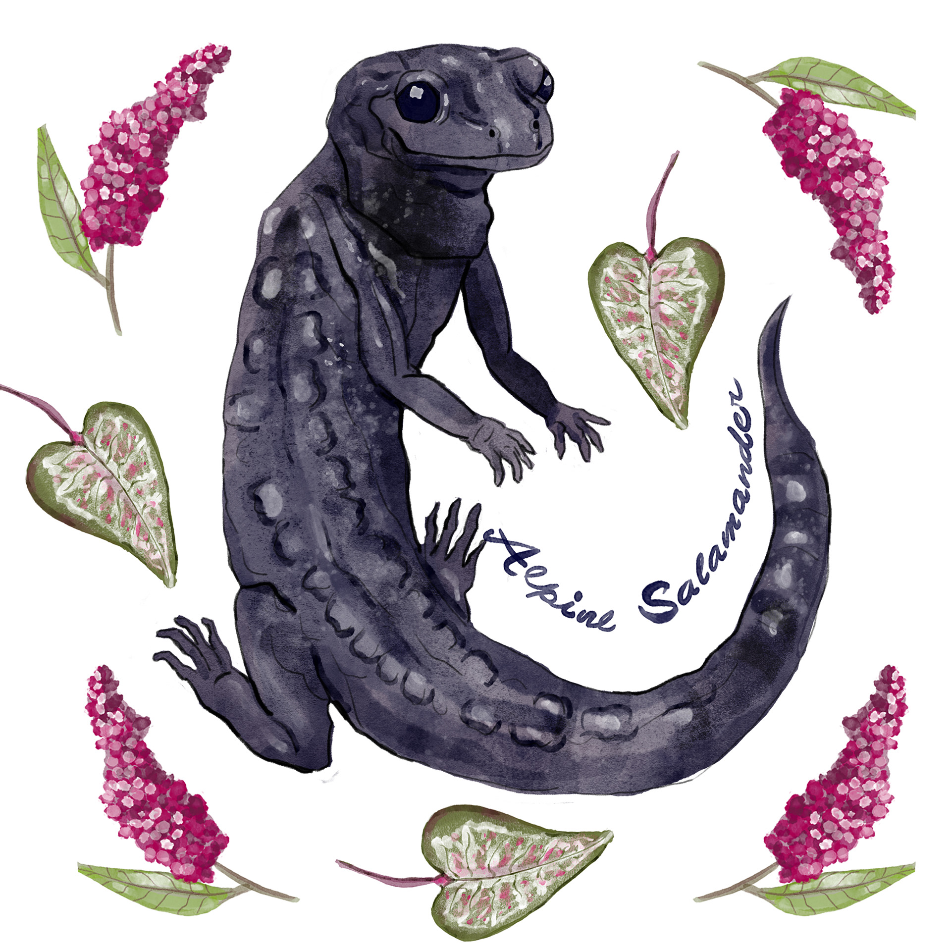 Alpine Salamander Design