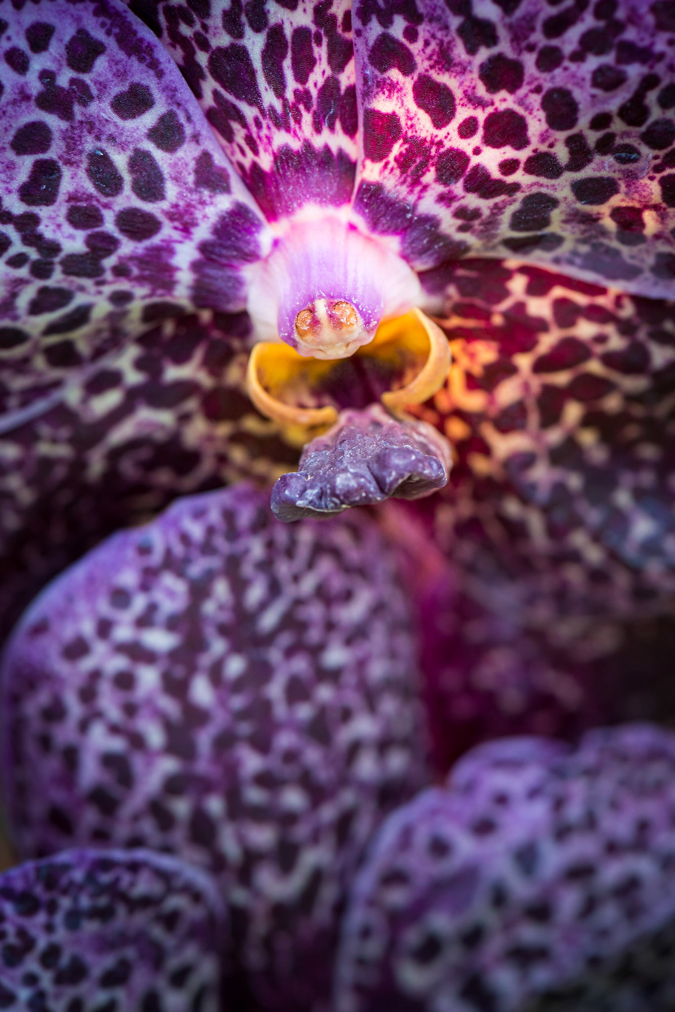 Macro capture of the inside life of Orchids.