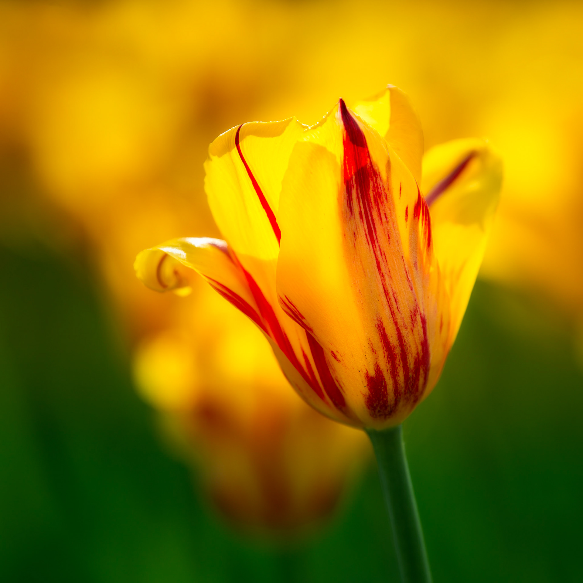 Portrait of a tulip #2