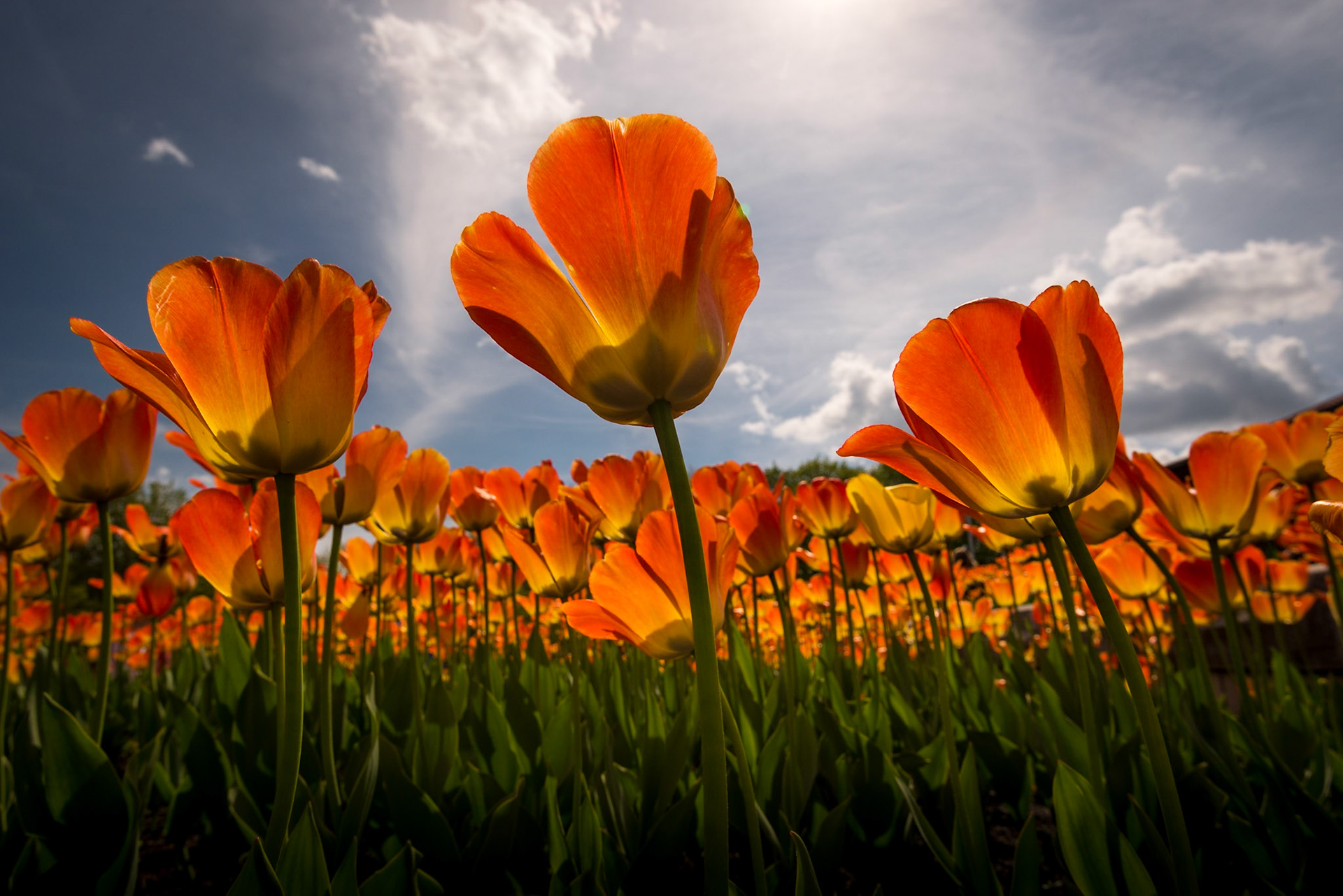 Tulips - Montreal, May 2019