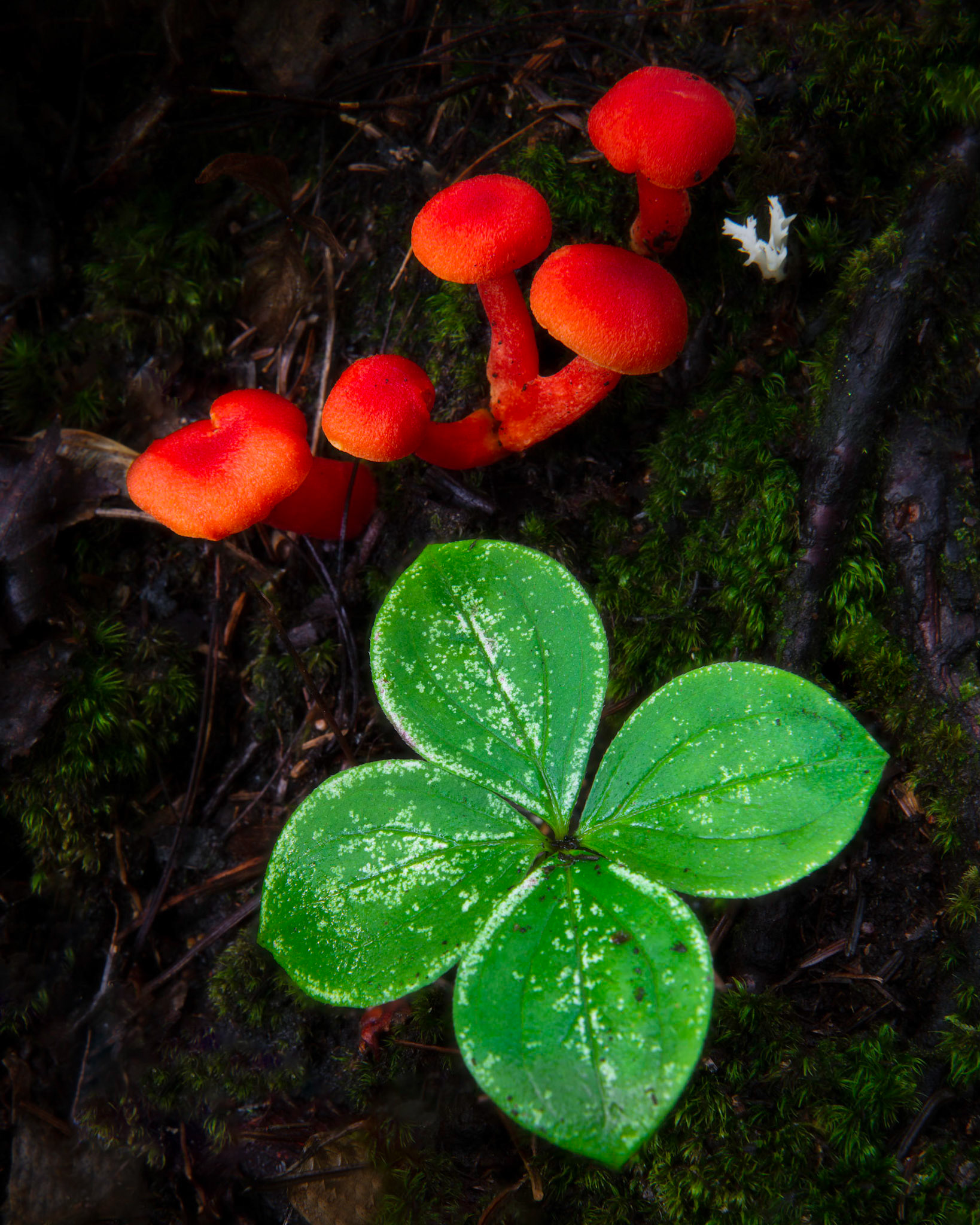 The Red and the Green