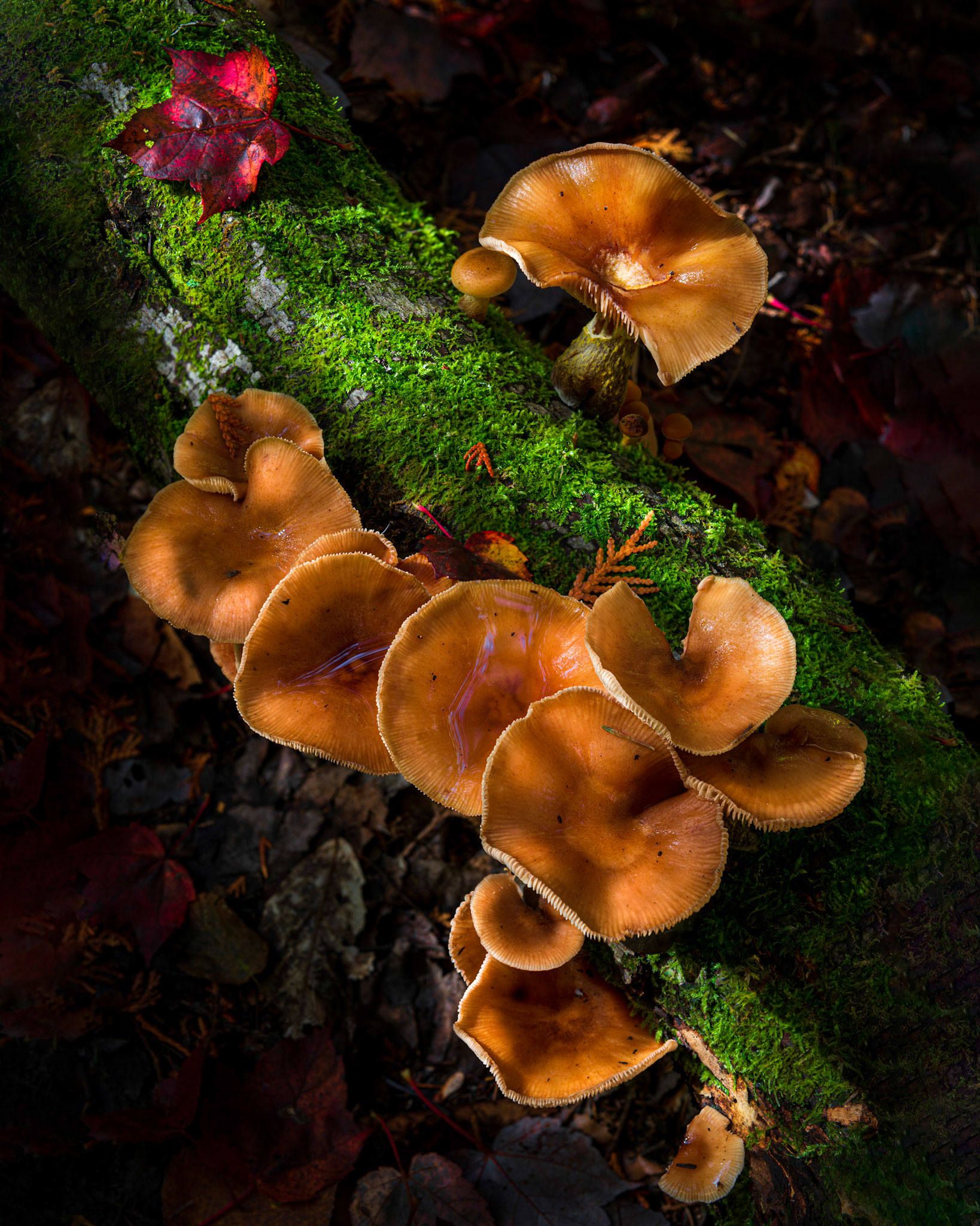 The leaf and the fungi