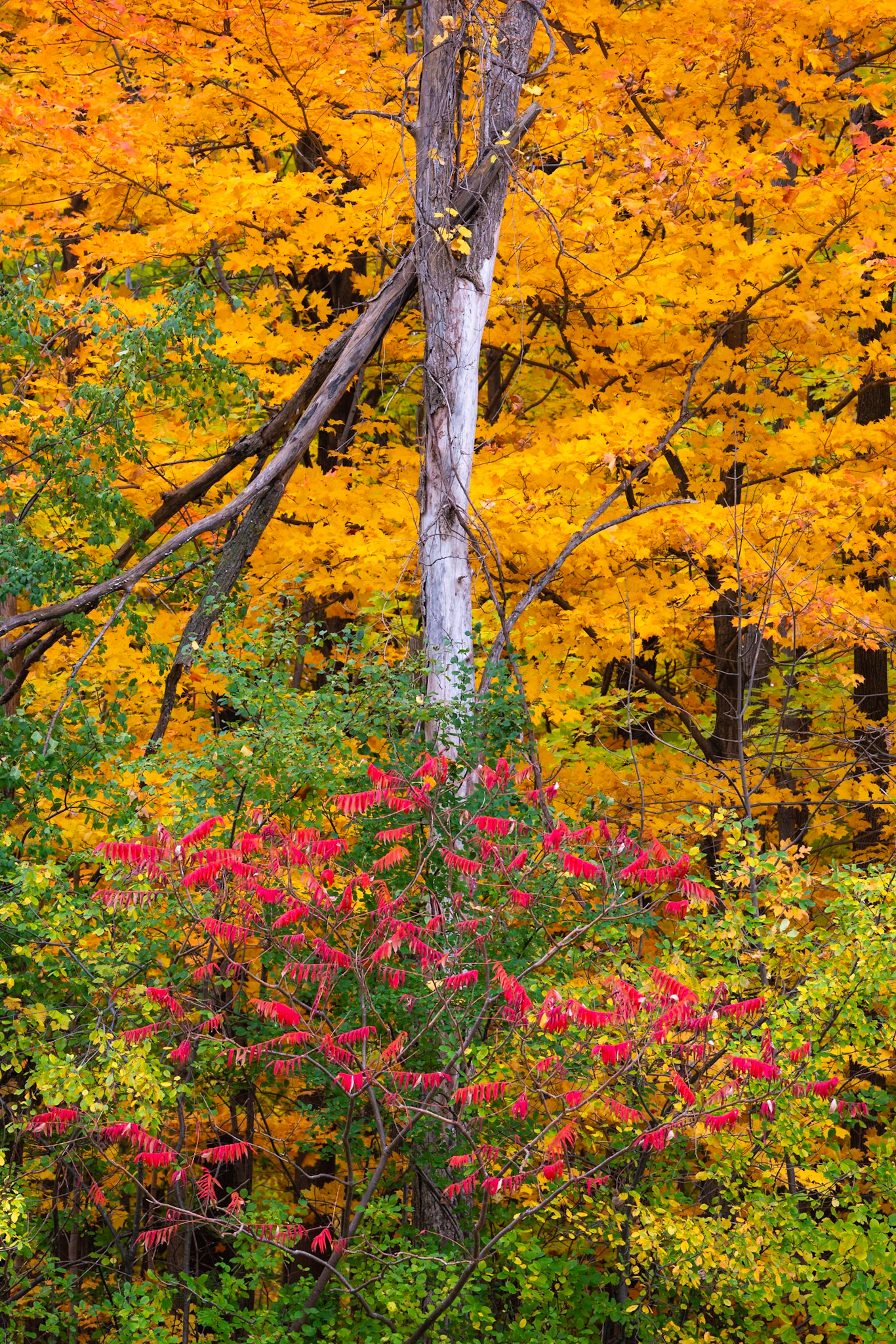 Autumnal Bouquet