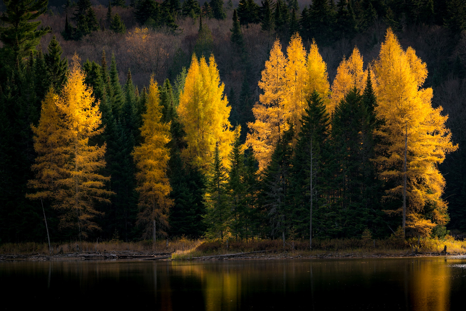 Green and Yellow meli melo - Quebec, October 2017