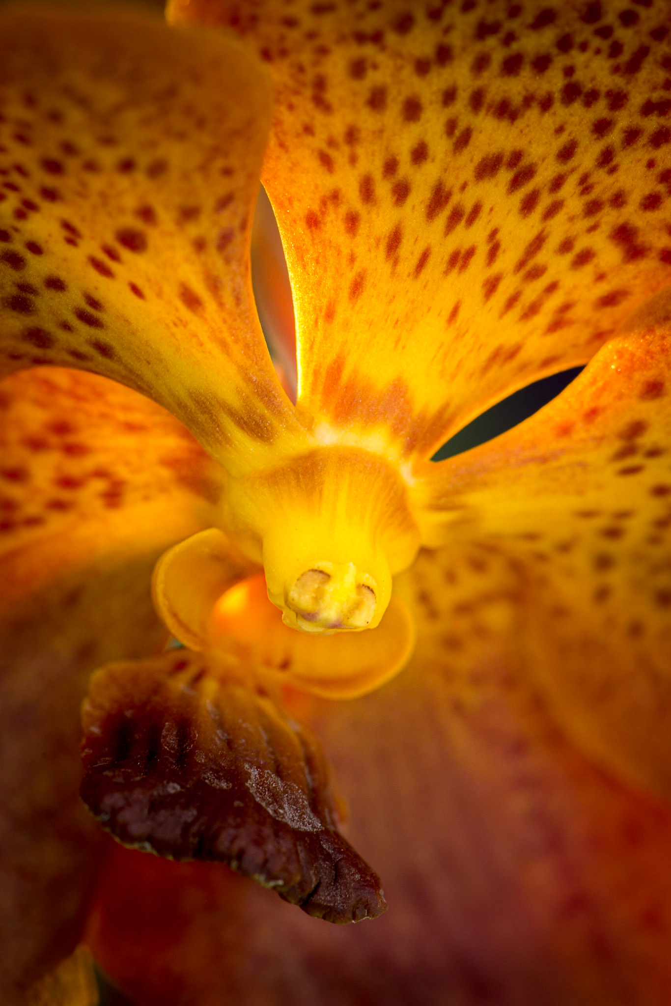 Macro capture of the inside life of Orchids.