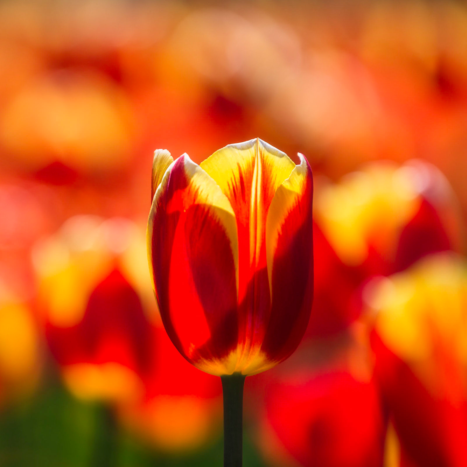 Portrait of a tulip #1