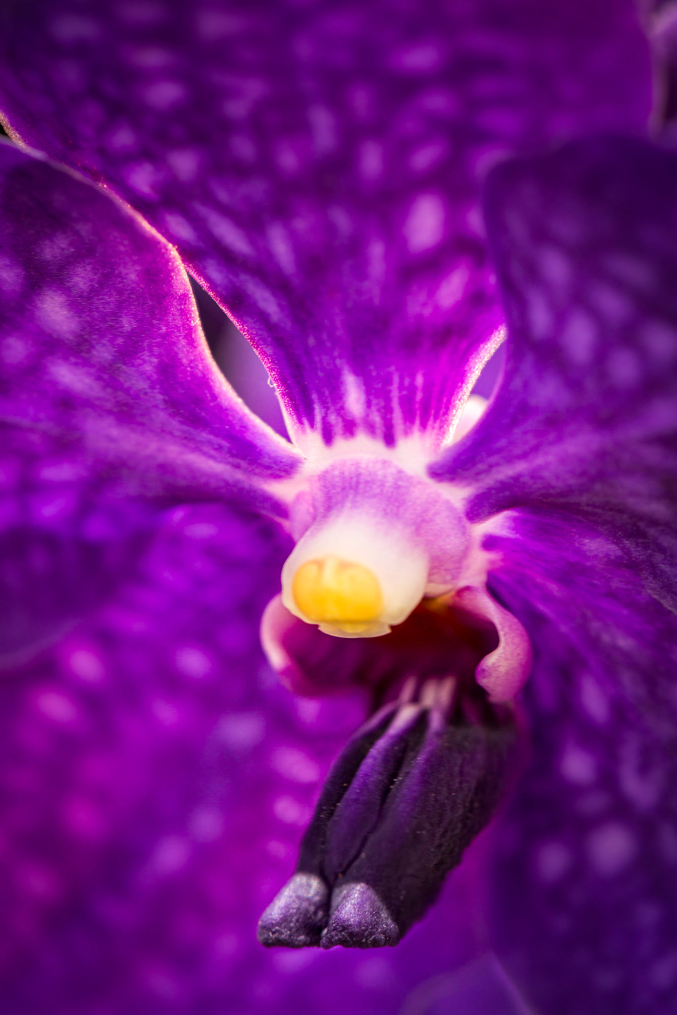 Macro capture of the inside life of Orchids.