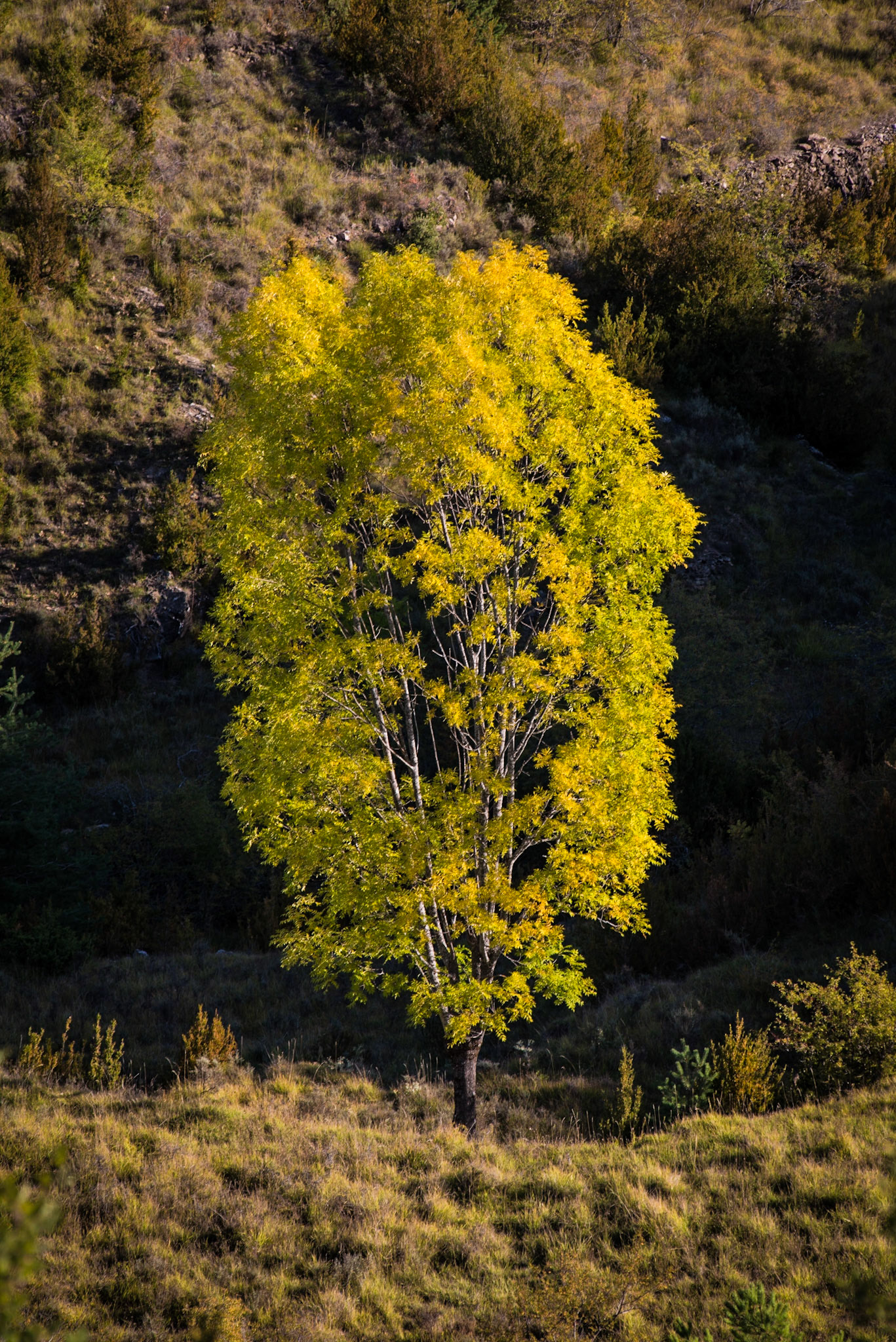 Pyrenees, France, October 2012