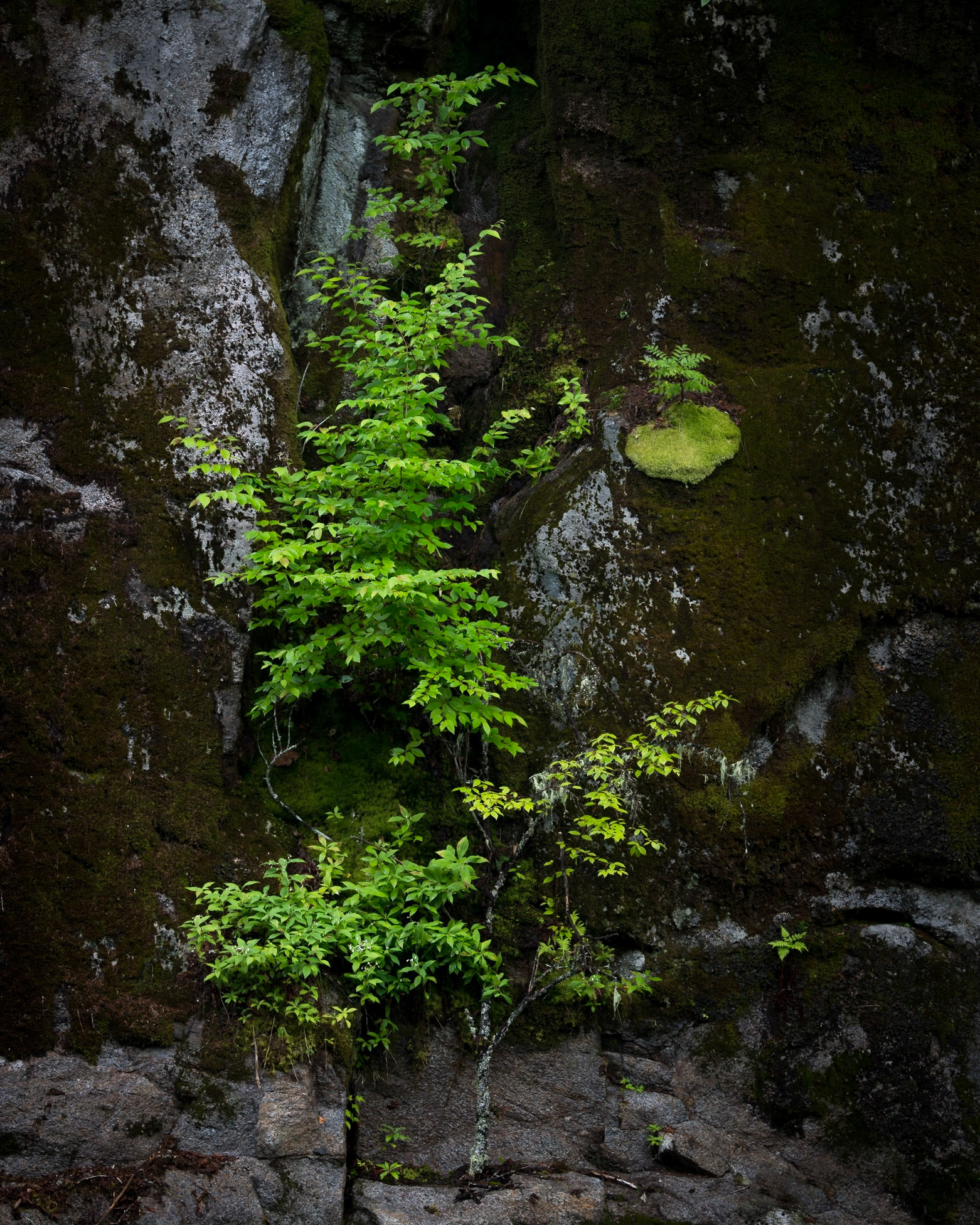 Perseverance 2 - Quebec, August 2018