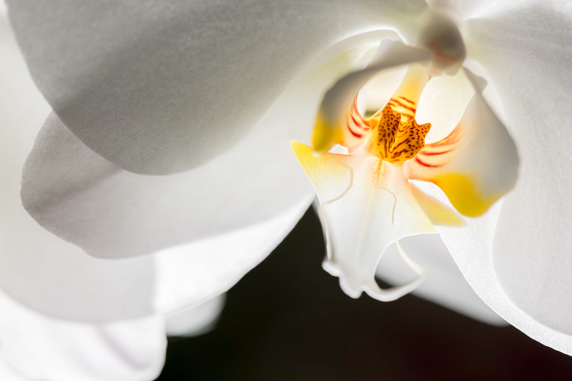 The intimate life of orchids, chapter 5