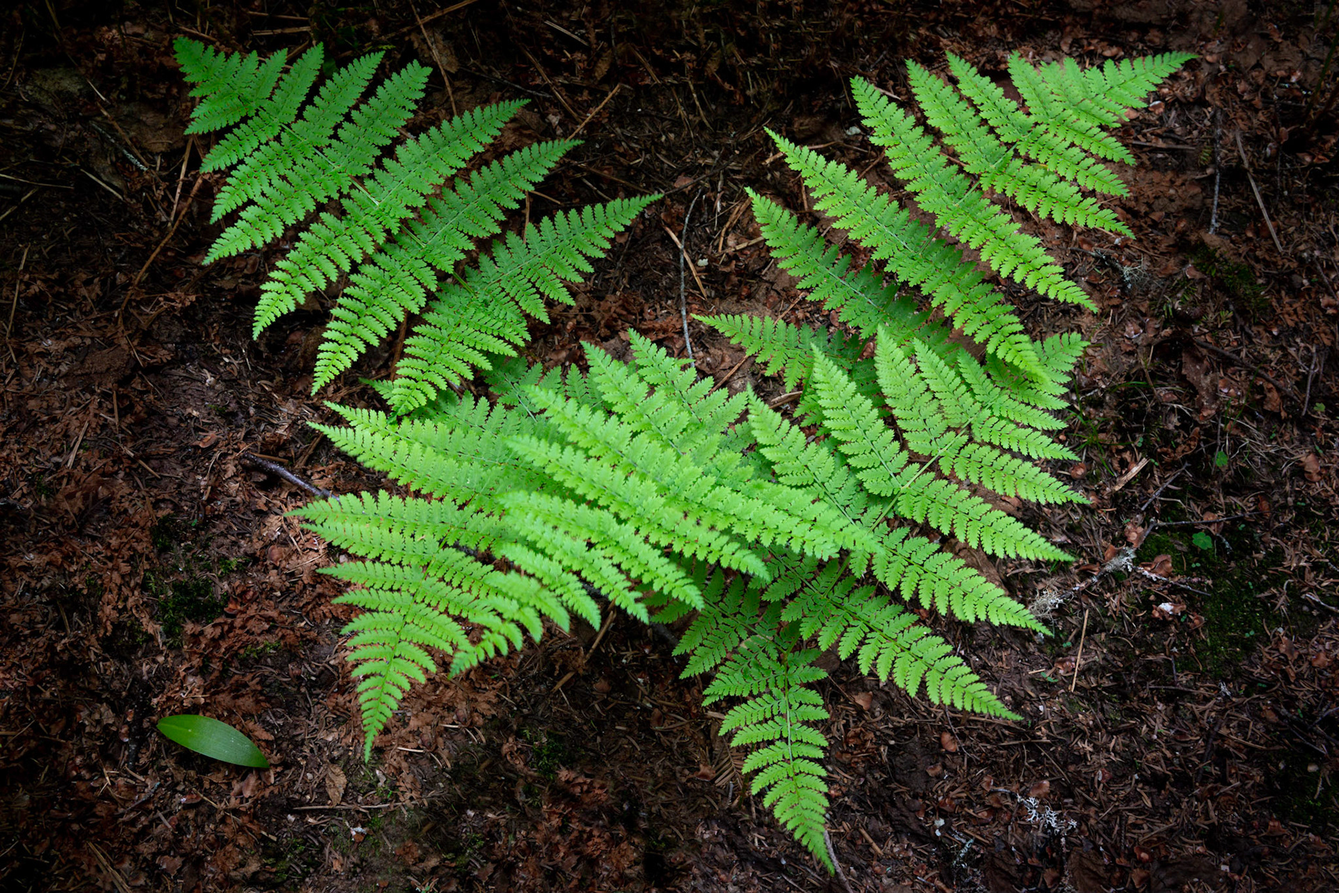 Ferns Trio