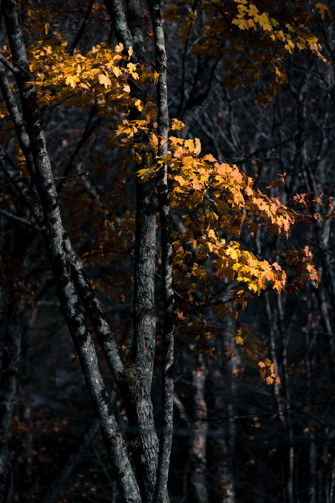 Quebec, October 2017