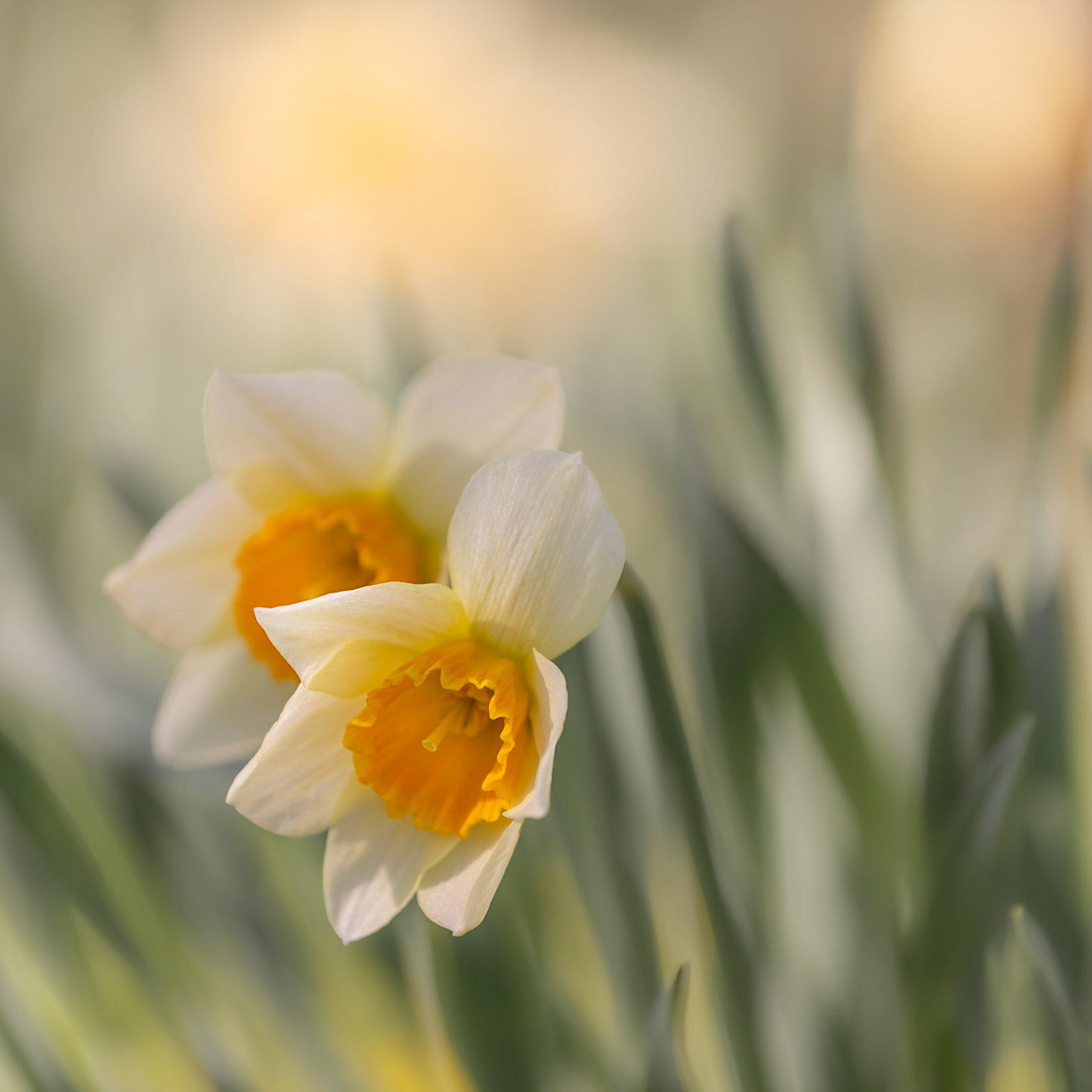 Daffodils duo