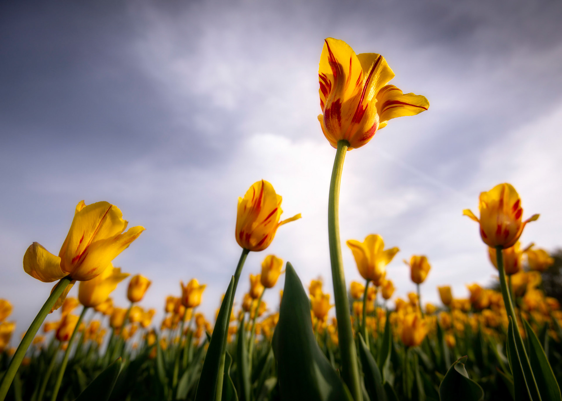 The rise of the tulips