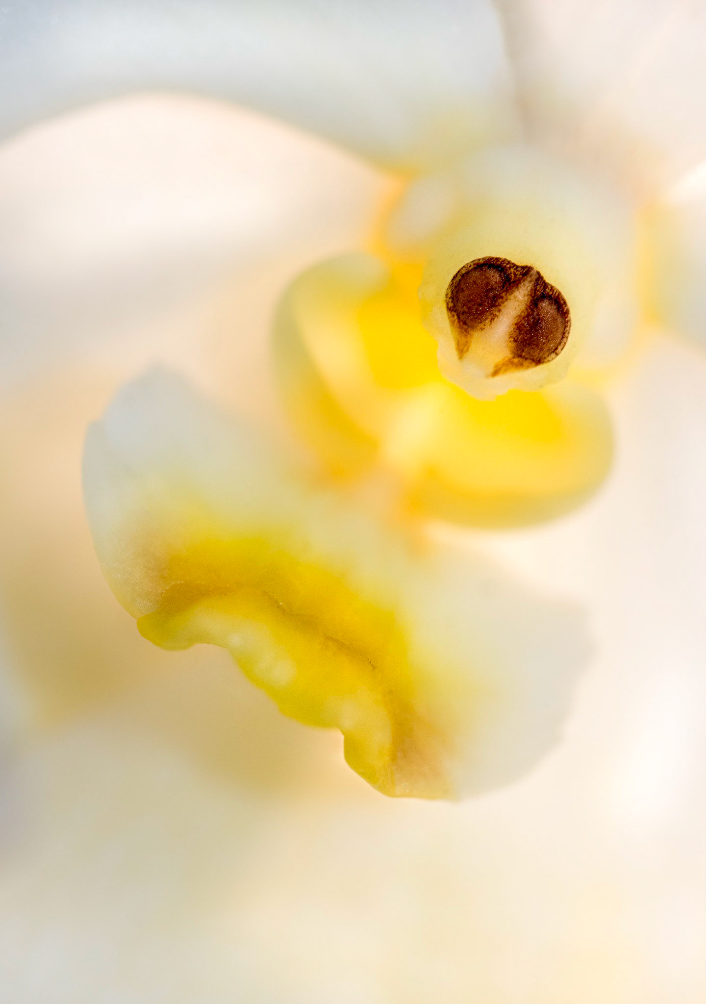 The intimate life of orchids, chapter 7