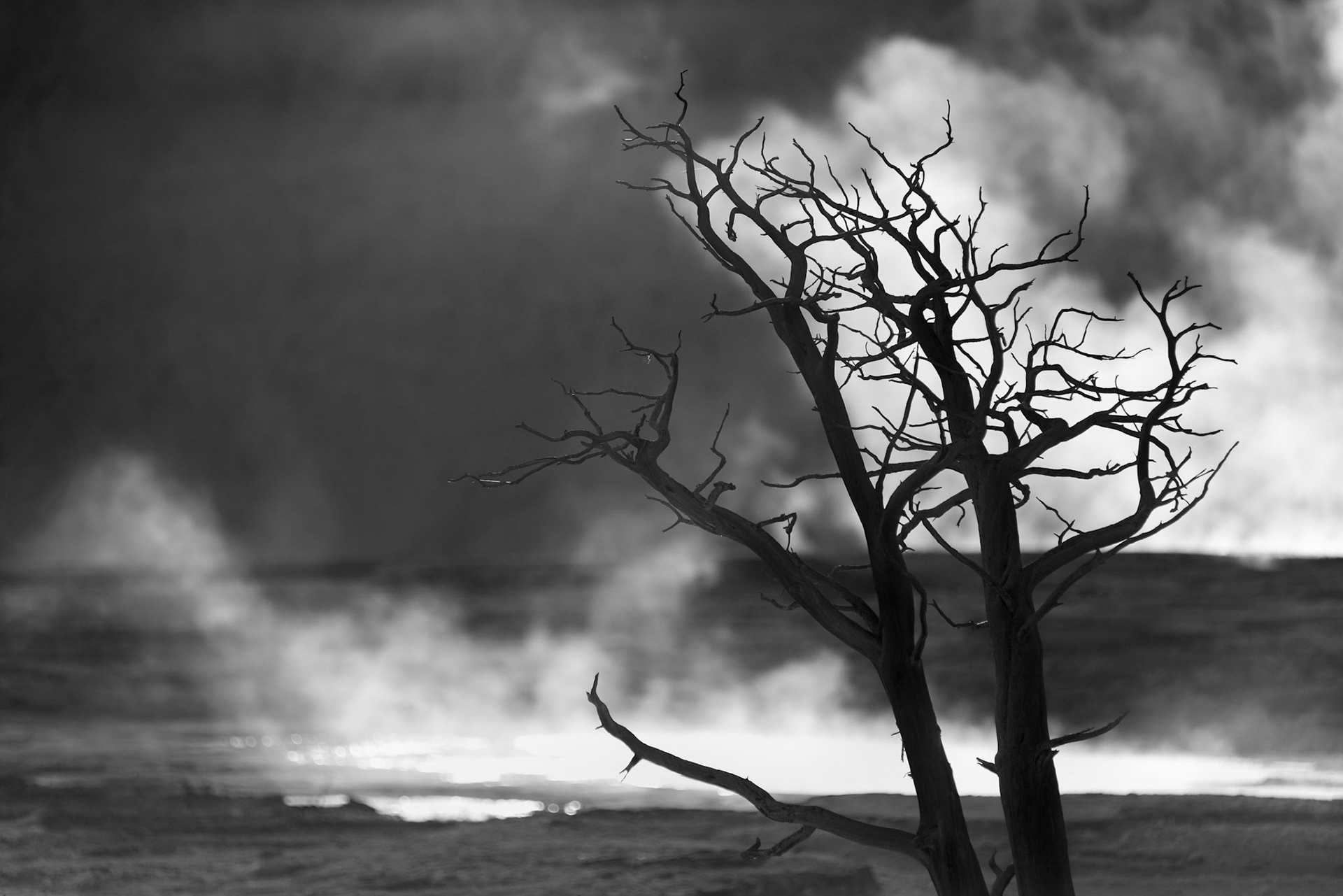 Burned, Yellowstone, July 2017