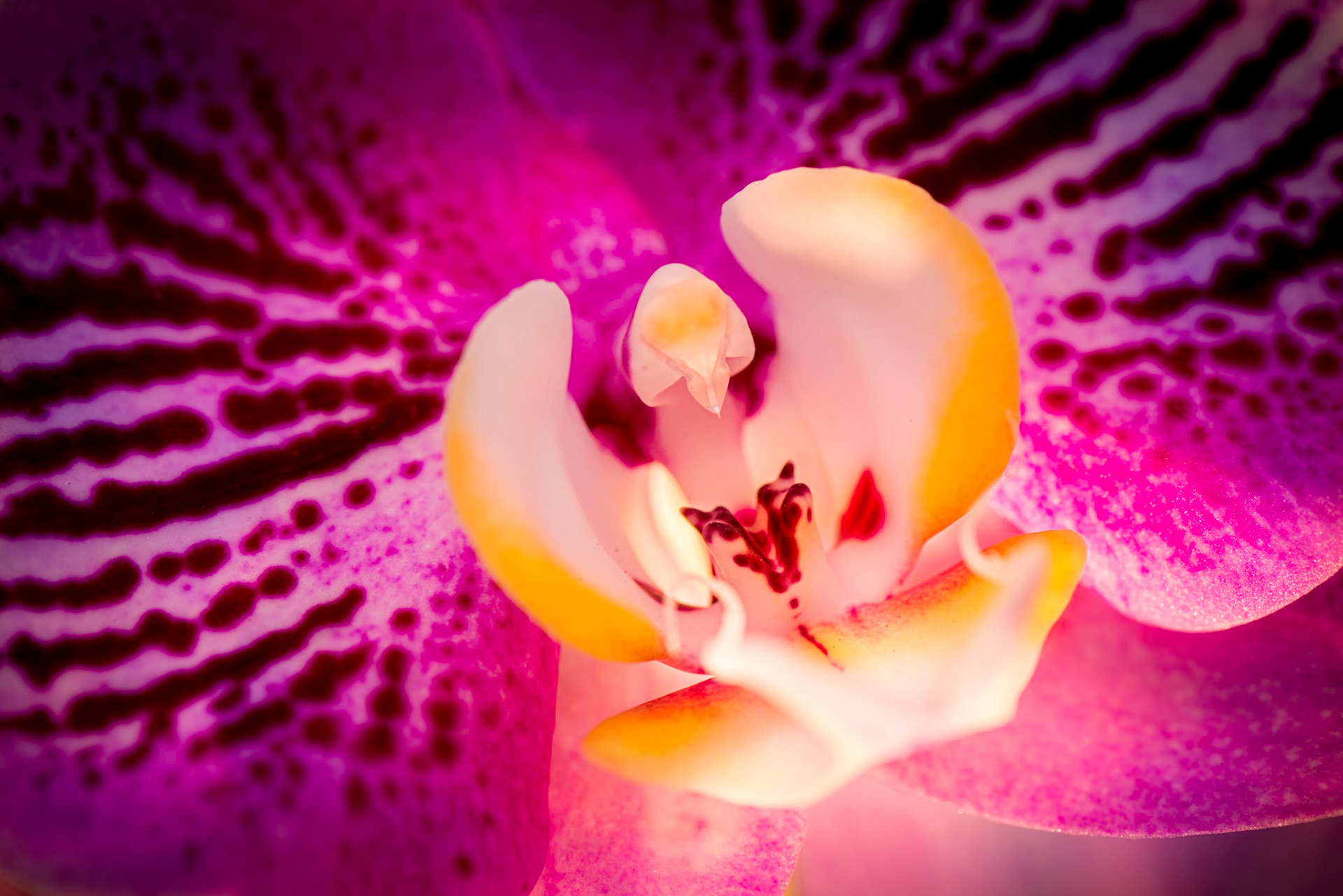 The intimate life of orchids, chapter 6