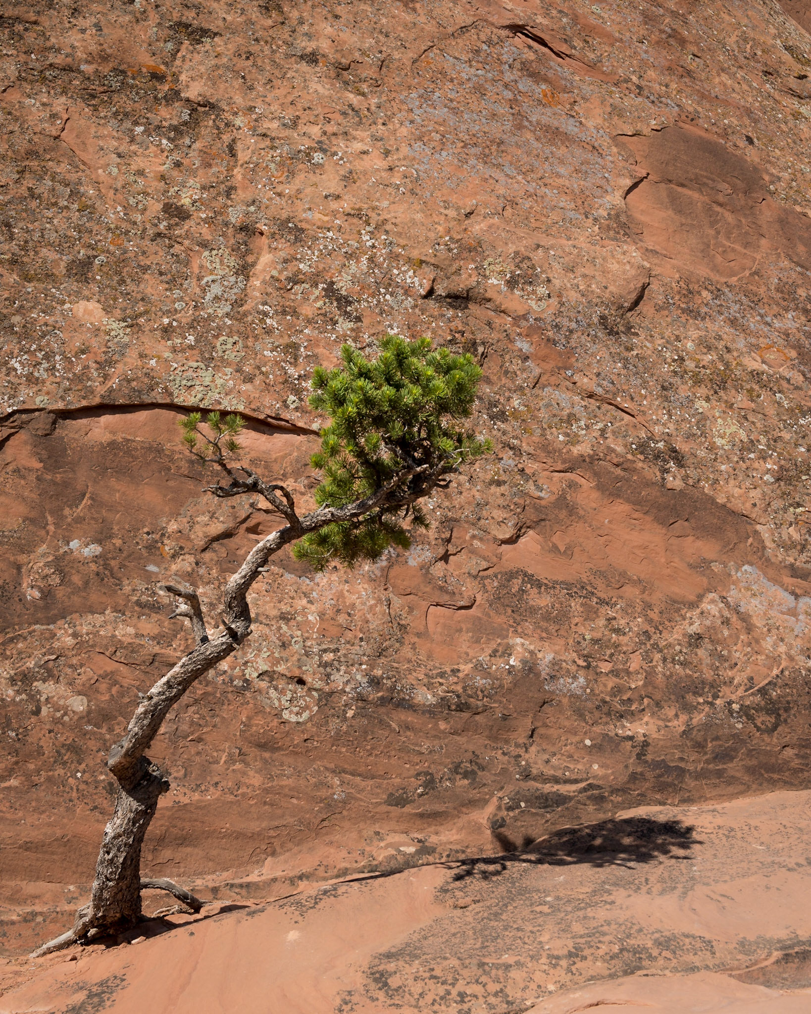Utah Juniper, Yellowstone, USA, July 2017