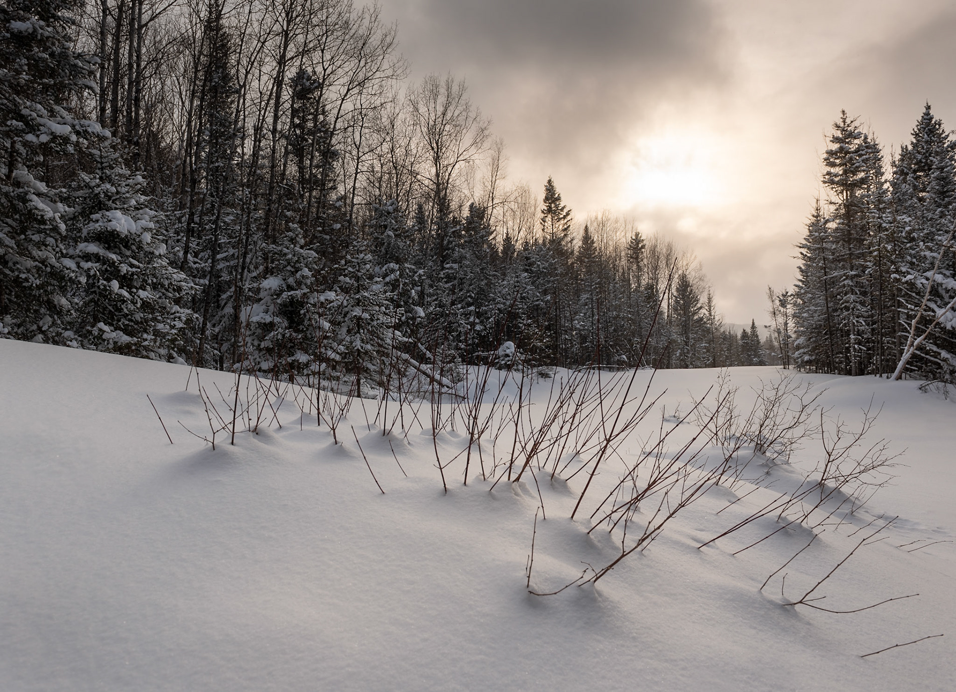 Alpine Meadow - Quebec, February 2020