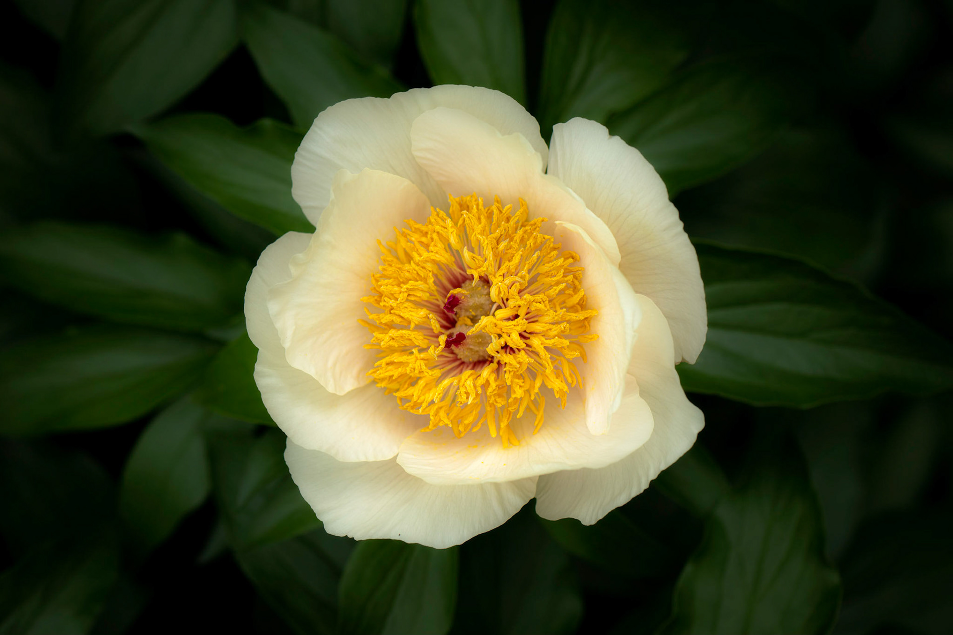 Peony