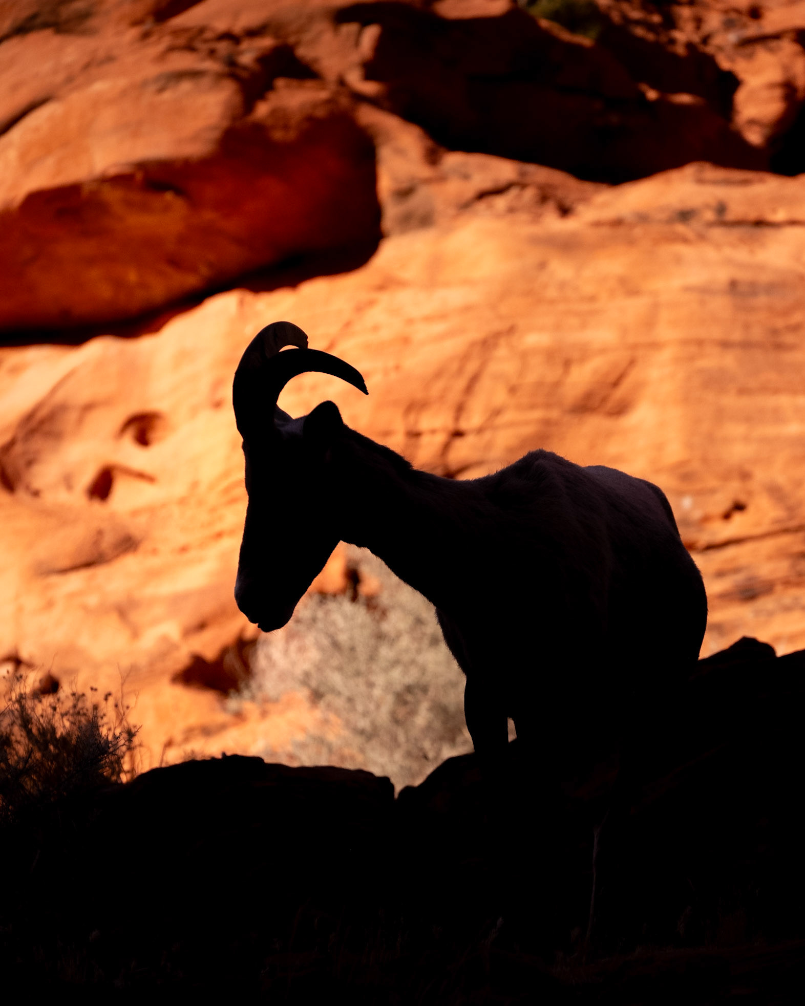 This is not Monsieur Seguin’s Goat