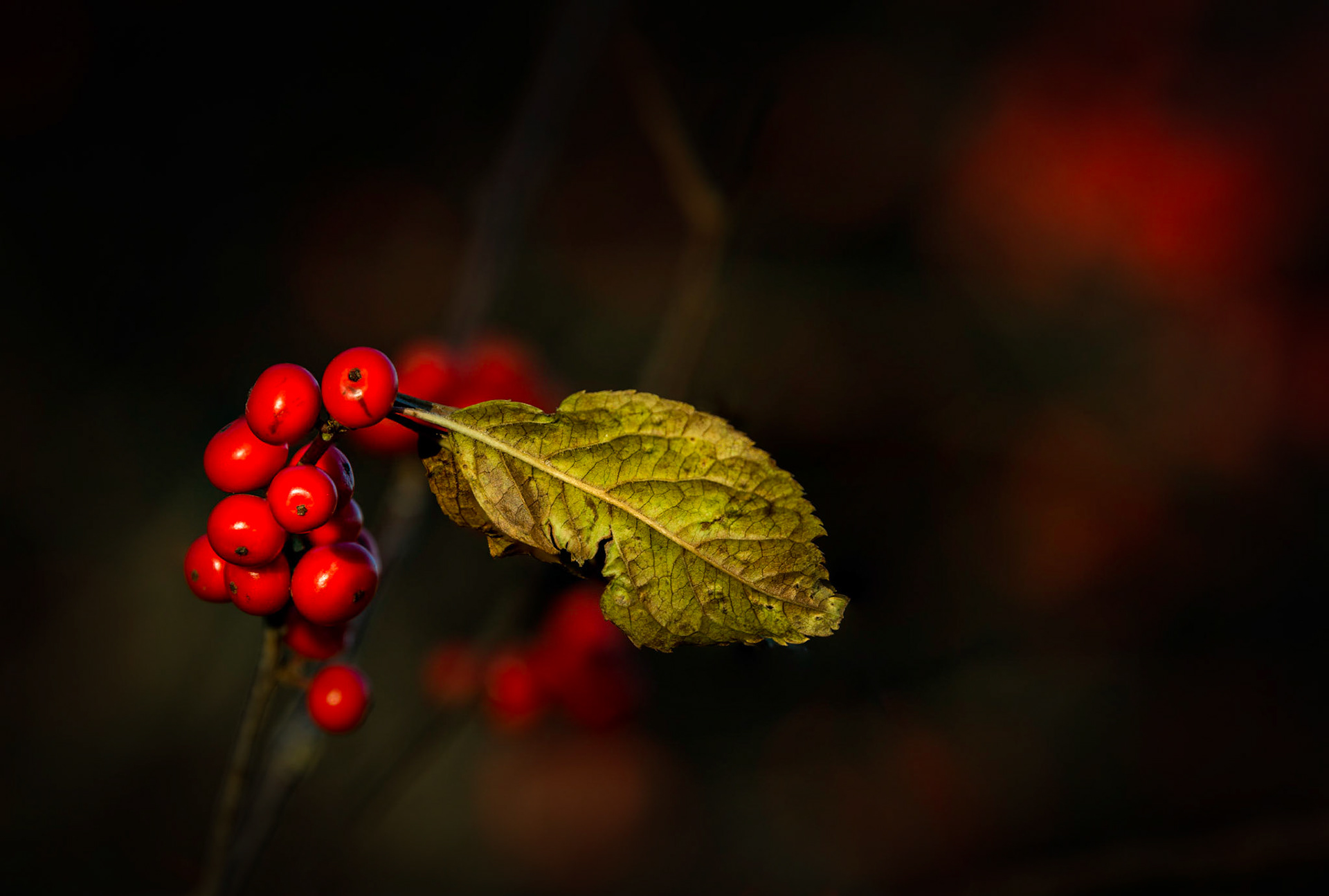 The Berries and the Leaf - Quebec, November 2017