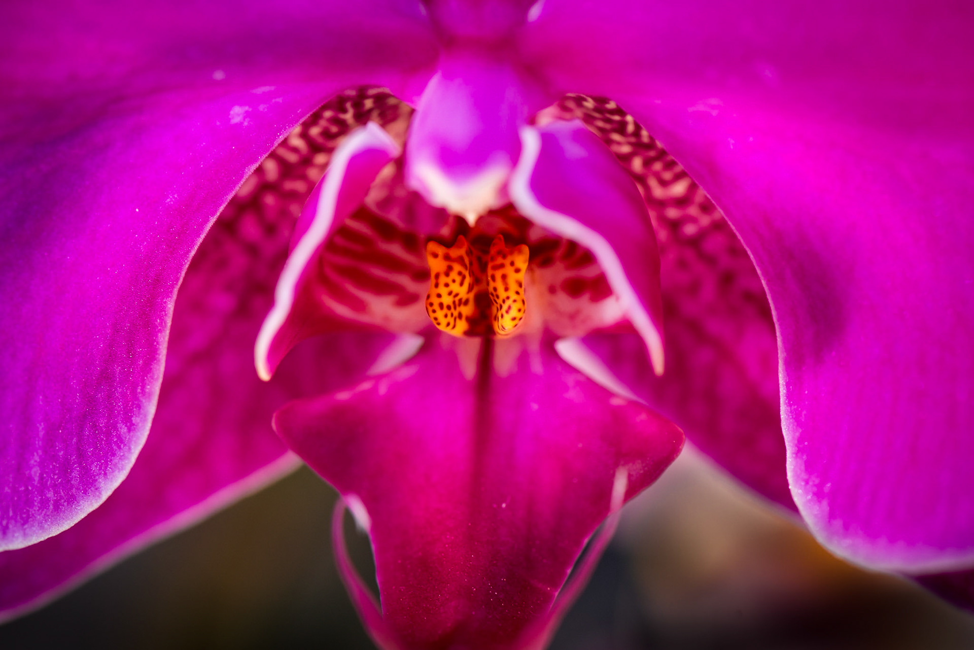 Orchids are strange flours that deserve to be watched closely.