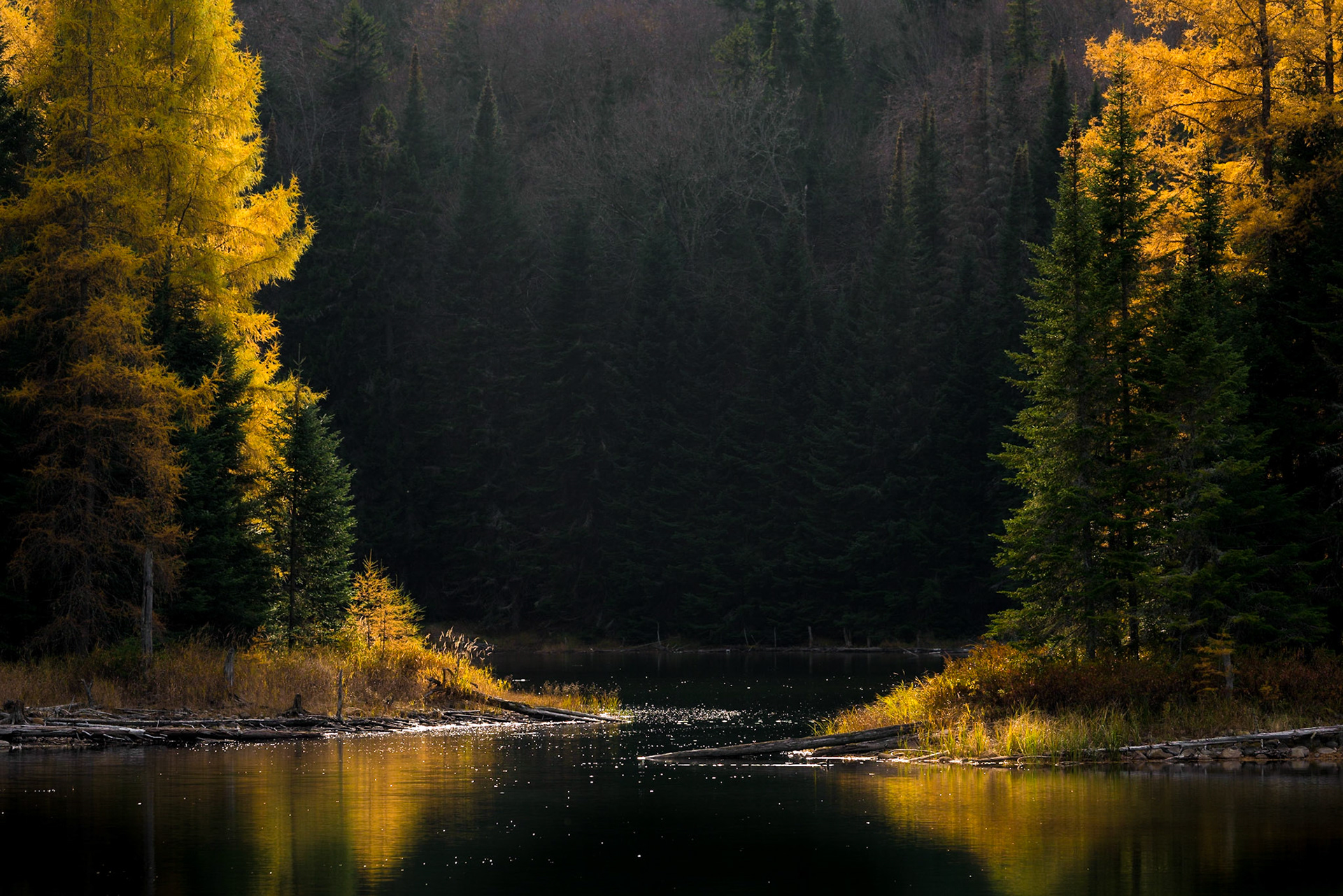 Yellow Gates, Quebec, October 2017
