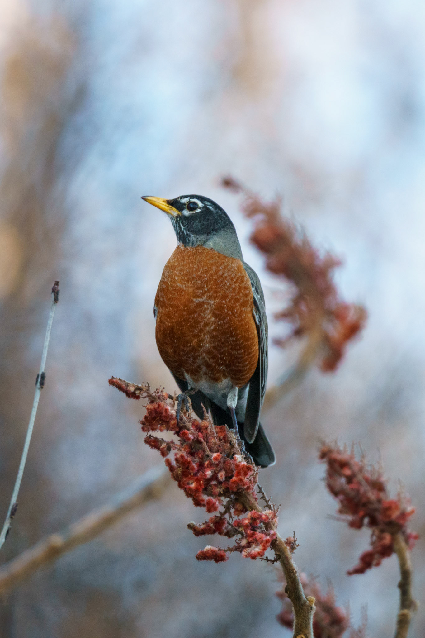 American Robin