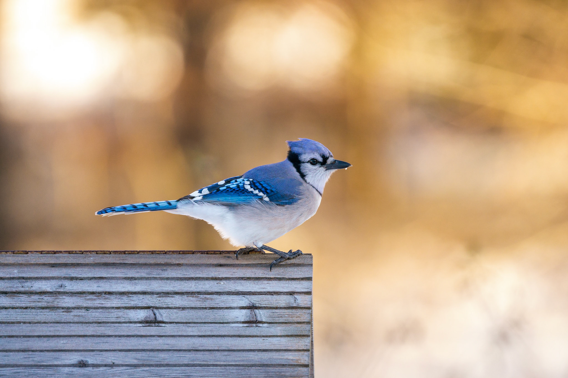 Blue Jay