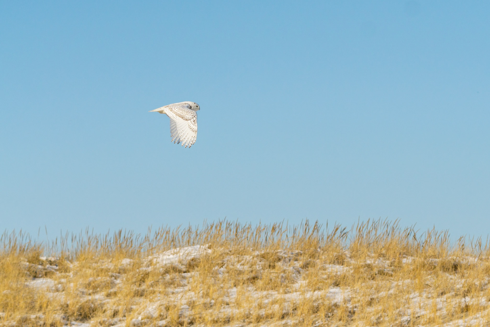 Snowy owl