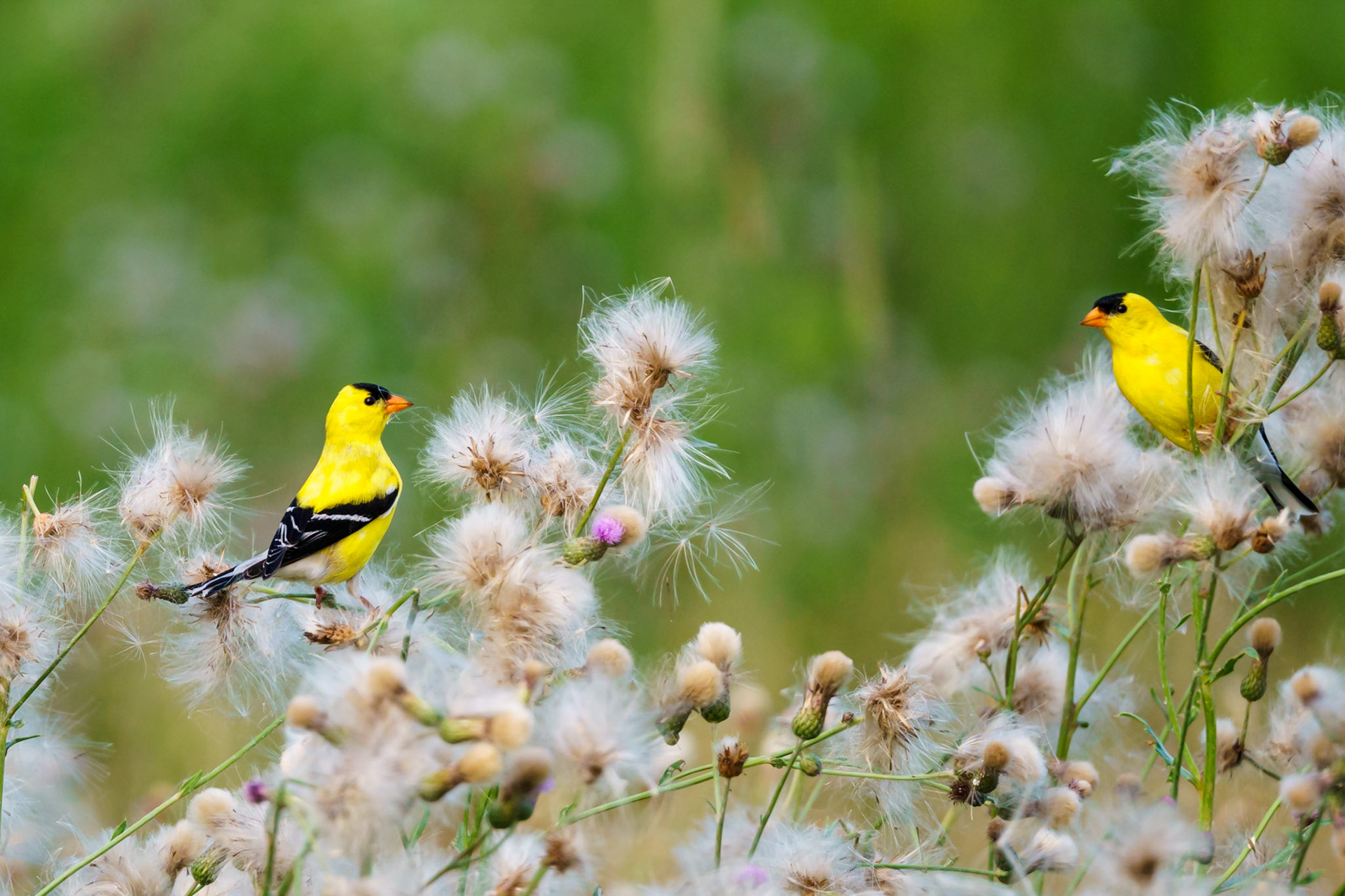 American Goldfinch