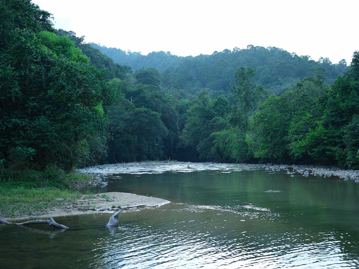 The rivers of Borneo can be treacherous and full of dangerous animals