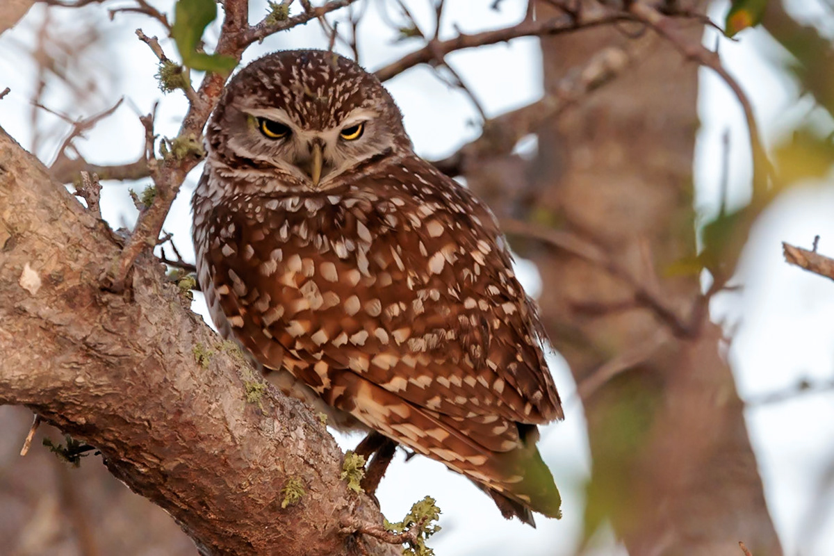 Burrowing Owl, Cape Coral