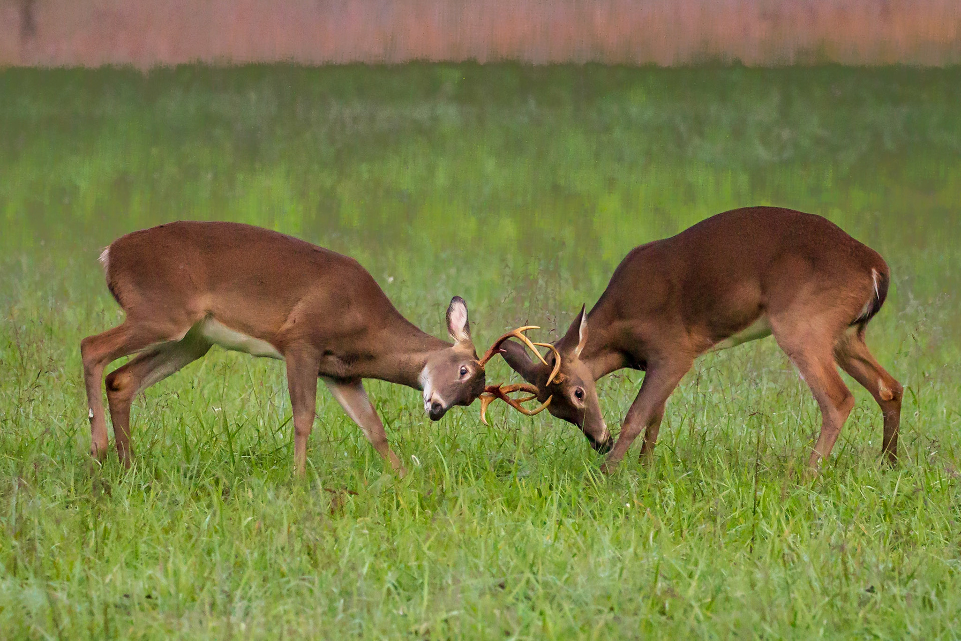 Young Bucks Sparring, Cades Cove