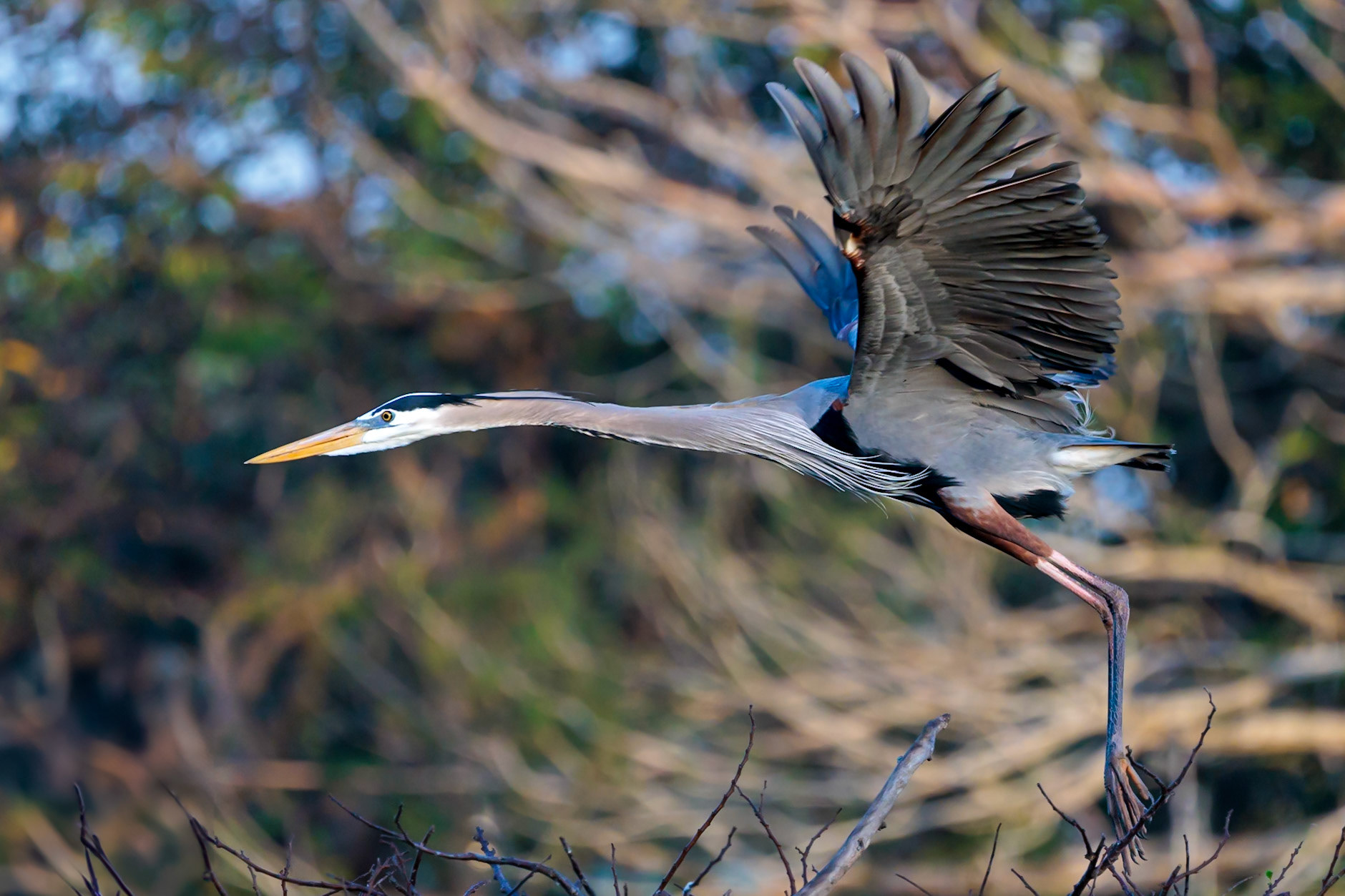 Great Blue Heron, Wakodahatchee Wetlands