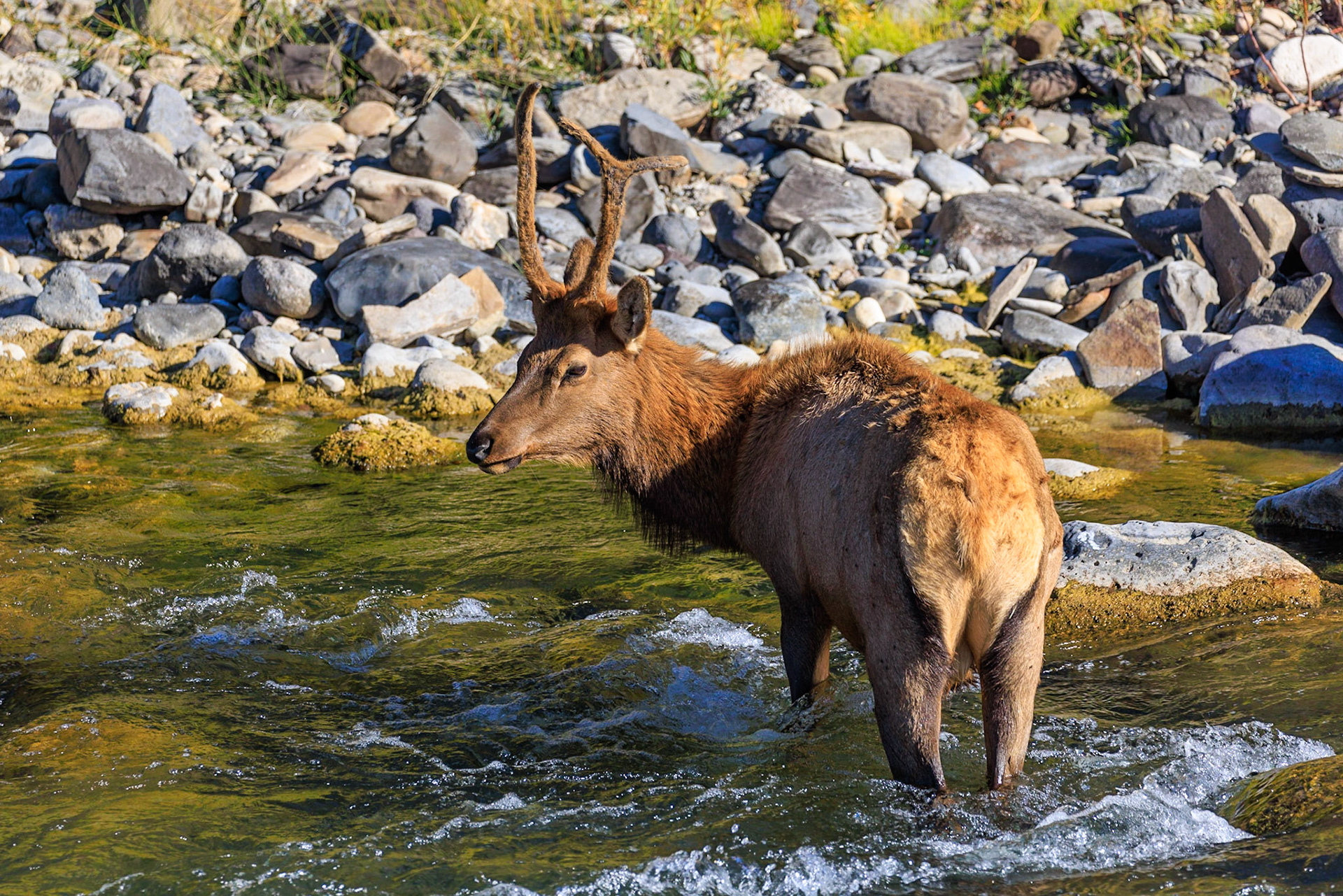 Elk, Gardner River