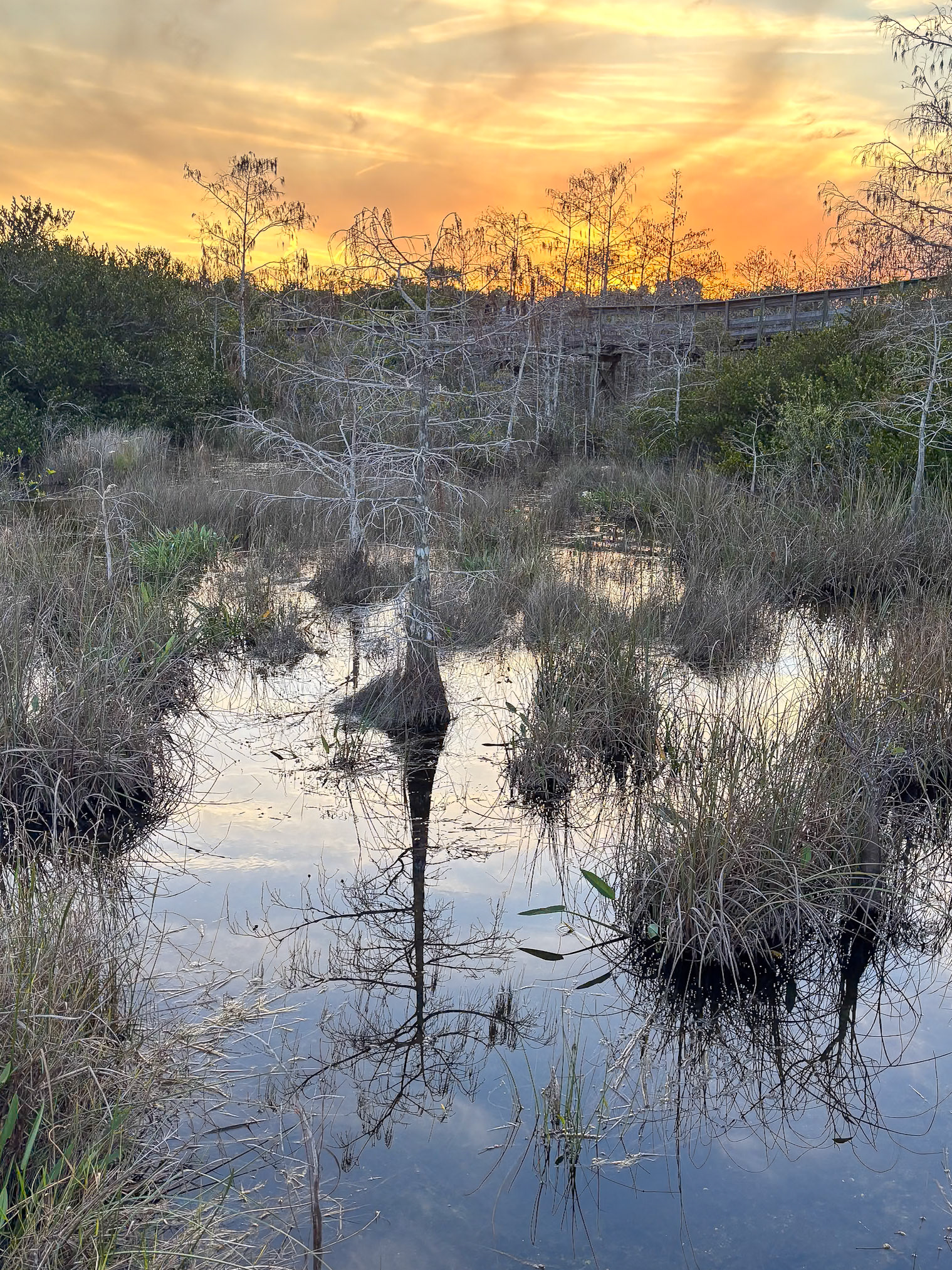 Everglades Shark Valley